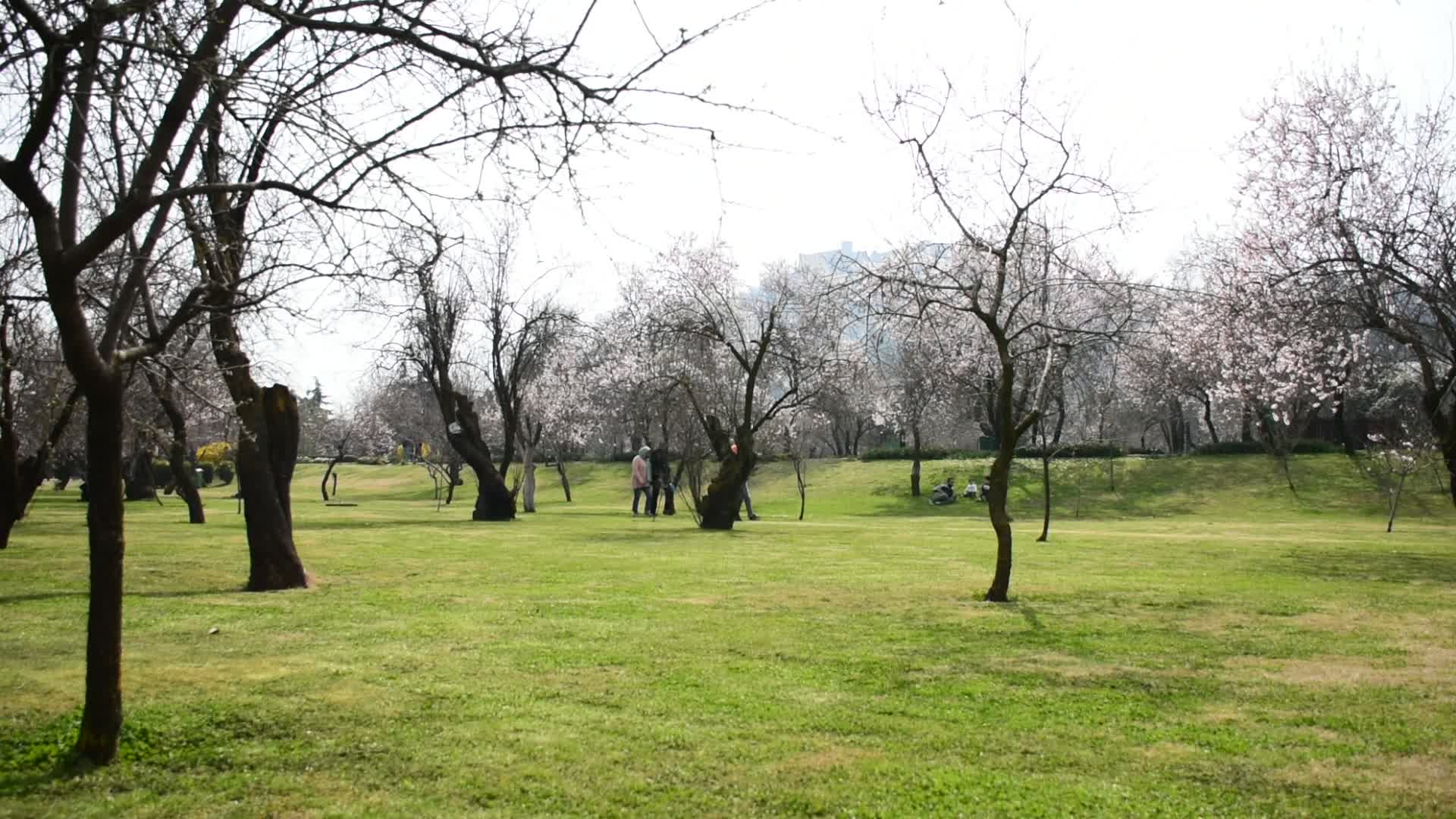 Spring In Kashmir
