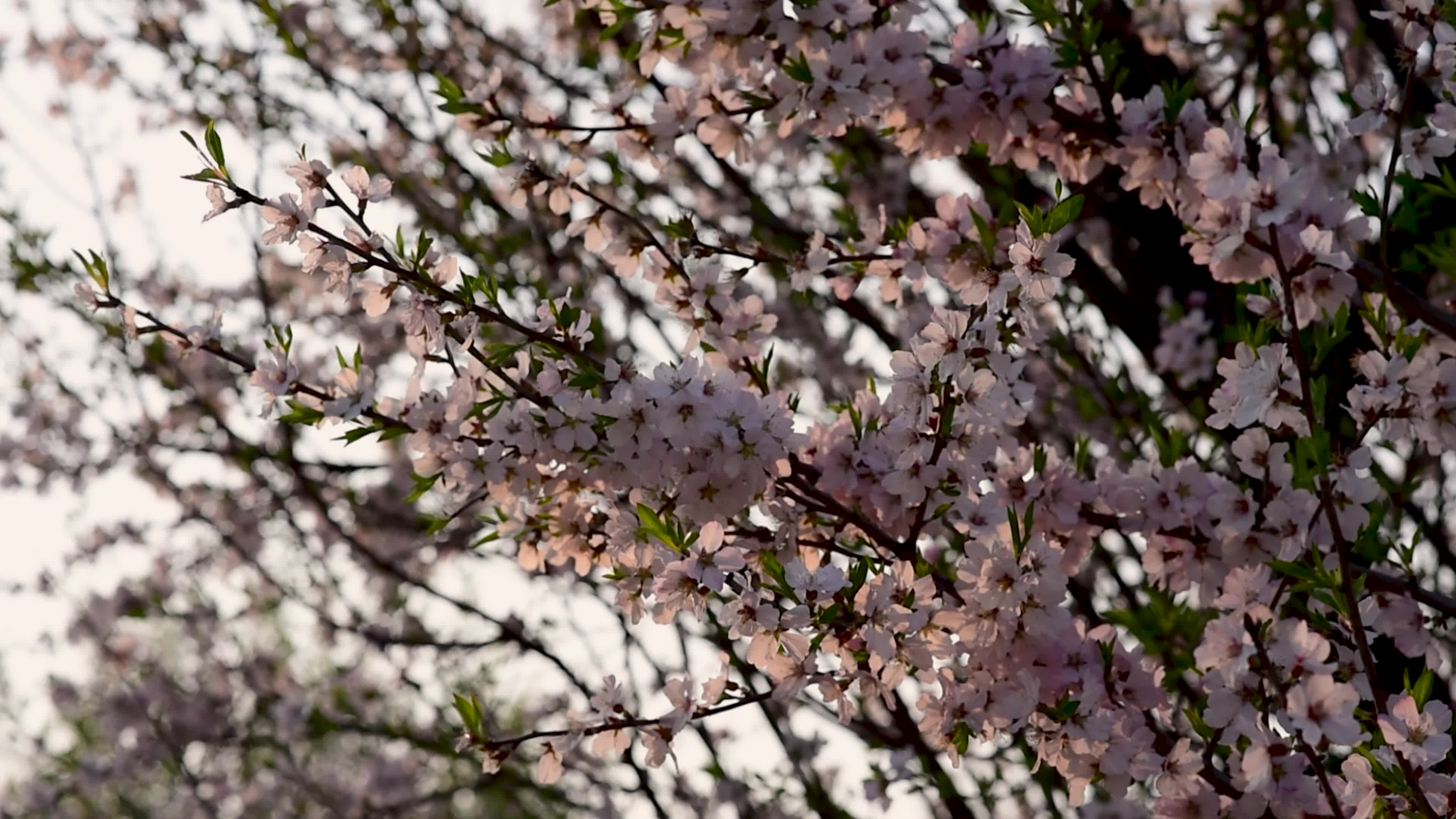 Arrival of Spring in Indian administered Kashmir.
