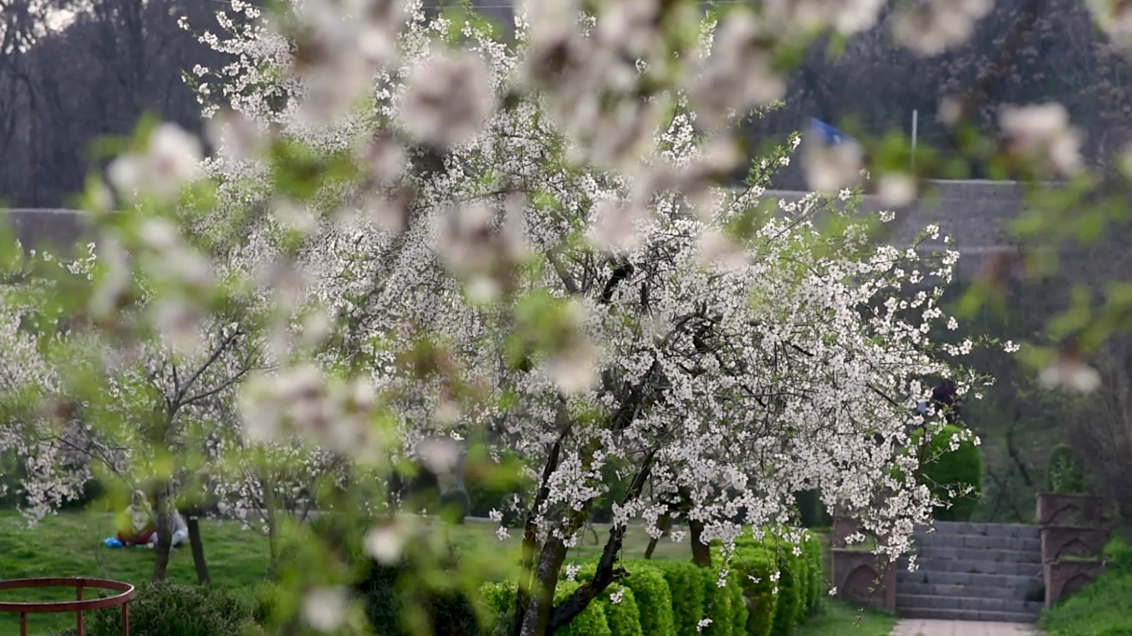 Arrival of Spring in Indian administered Kashmir.