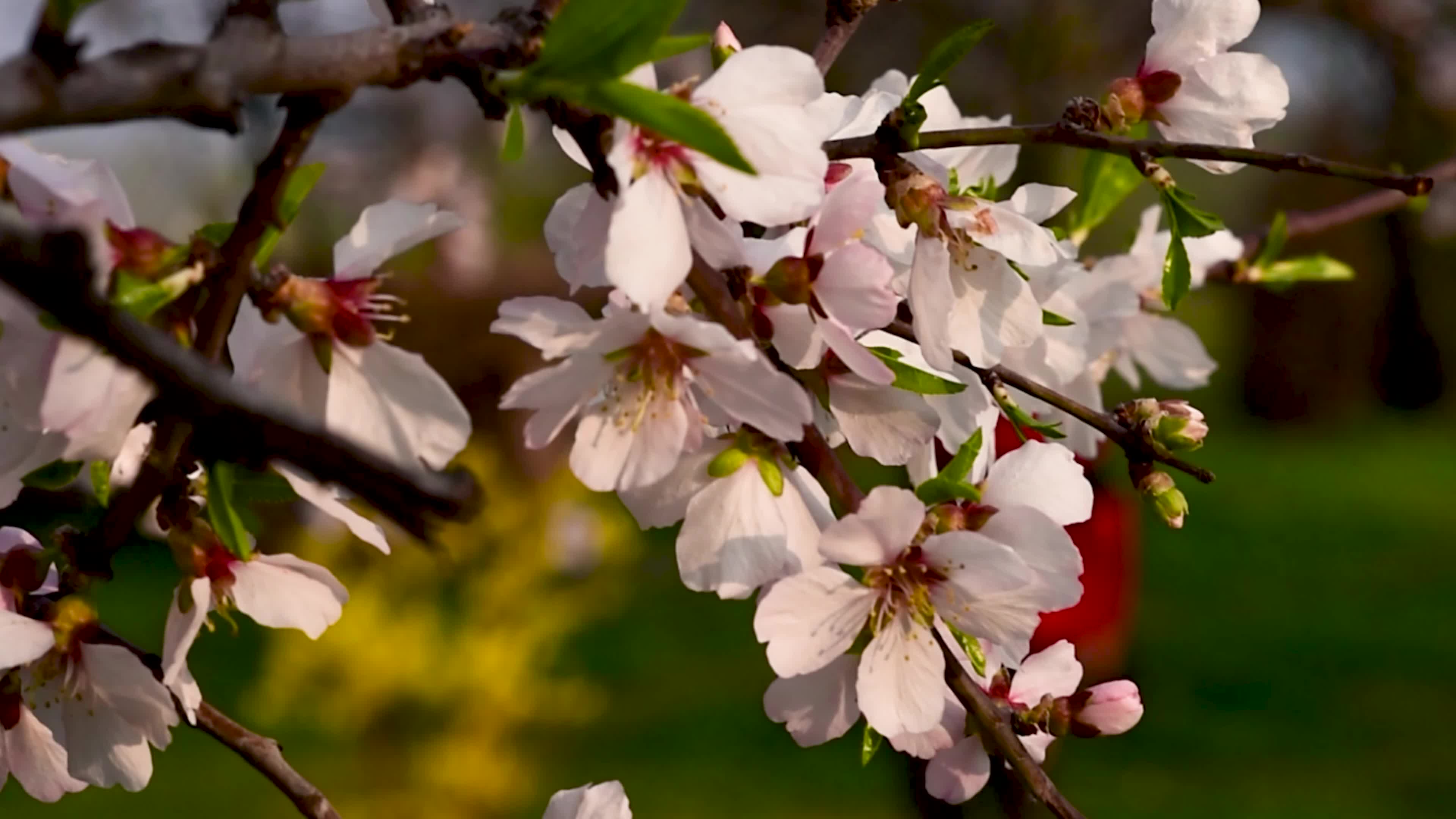 Arrival of Spring in Indian administered Kashmir.