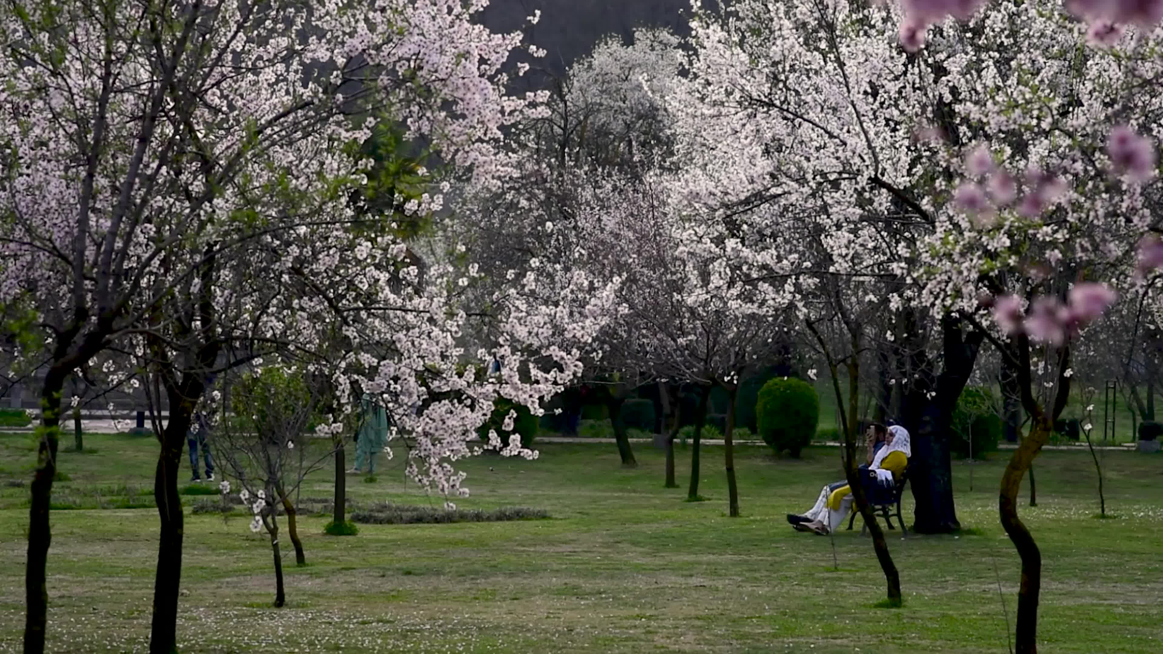 Arrival of Spring in Indian administered Kashmir.