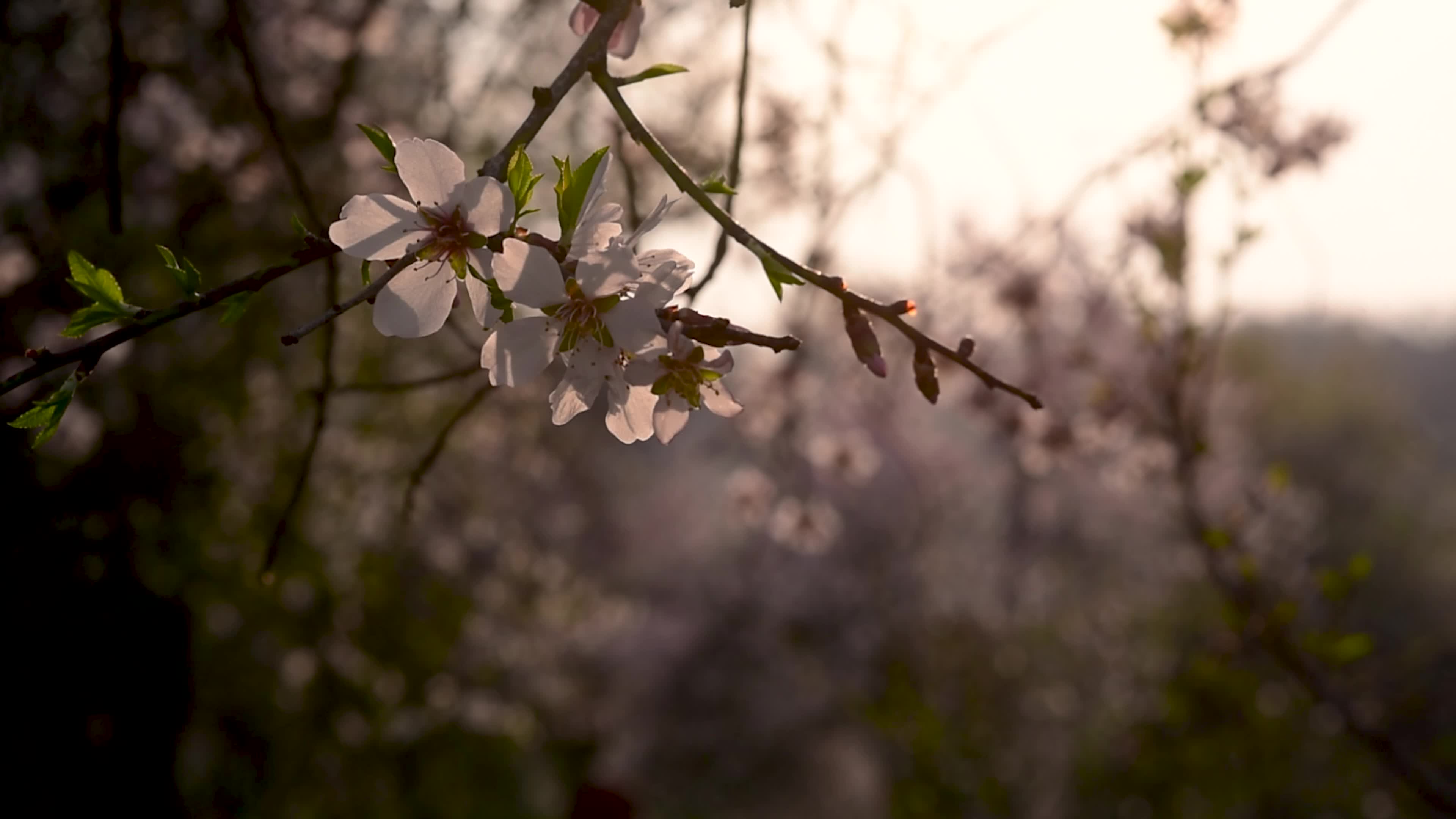 Arrival of Spring in Indian administered Kashmir.