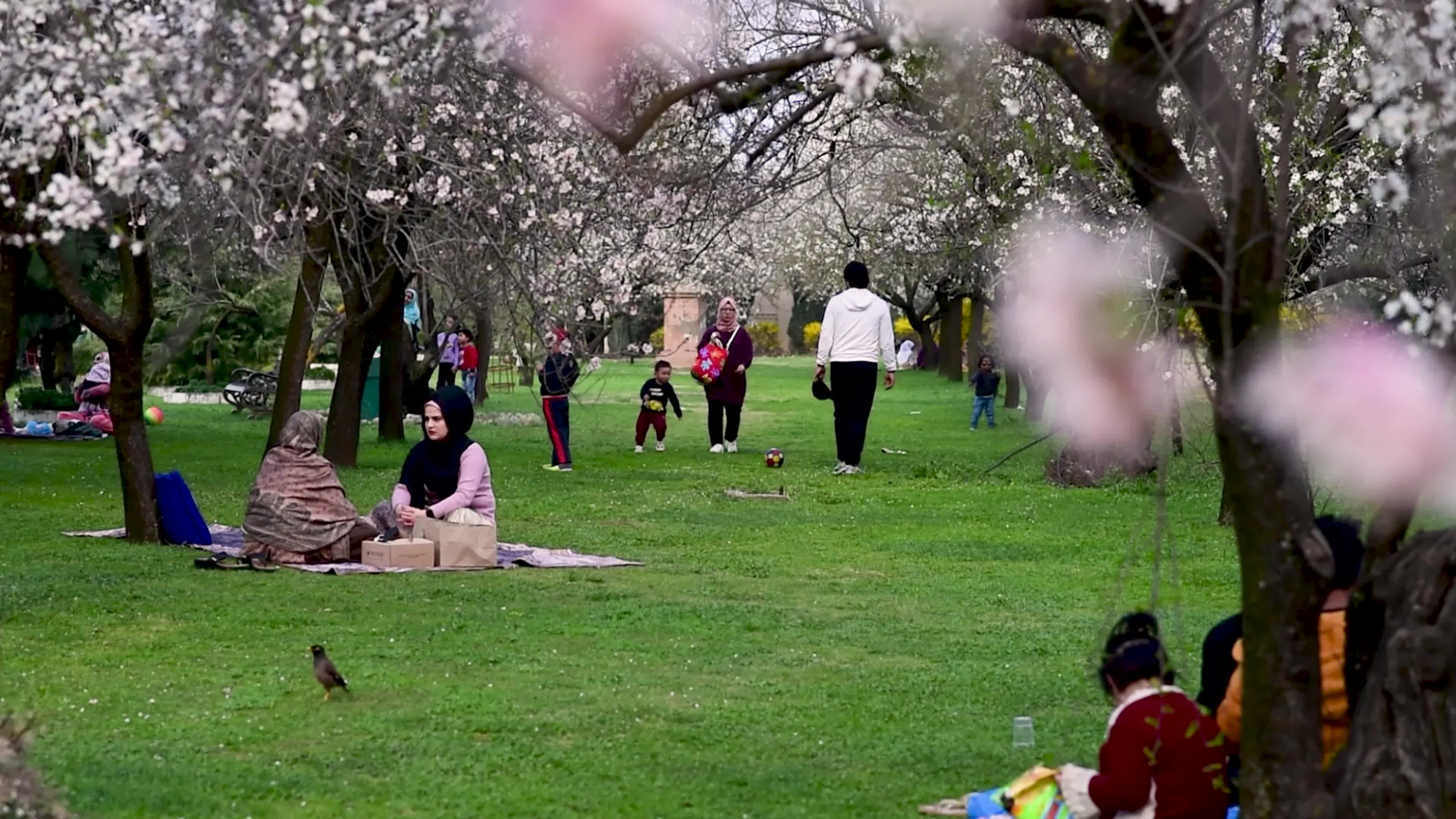 Arrival of Spring in Indian administered Kashmir.