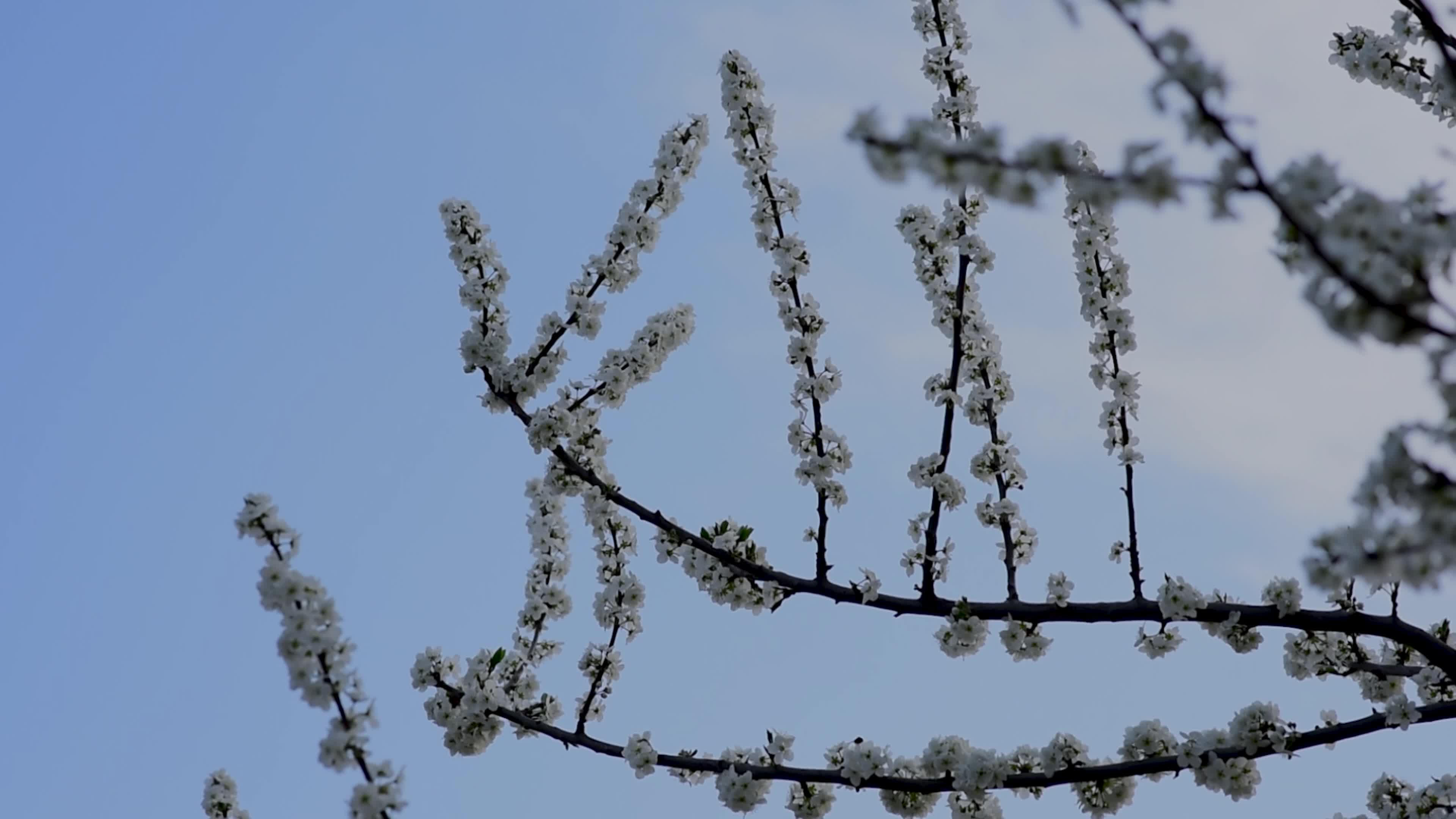 Arrival of Spring in Indian administered Kashmir.