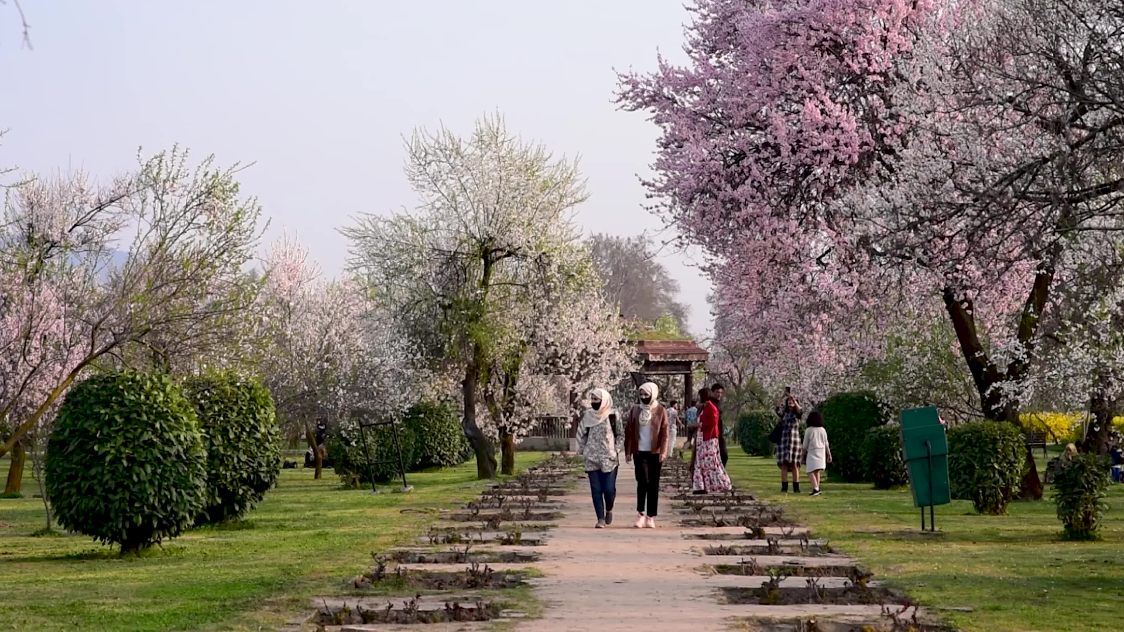 Arrival of Spring in Indian administered Kashmir.