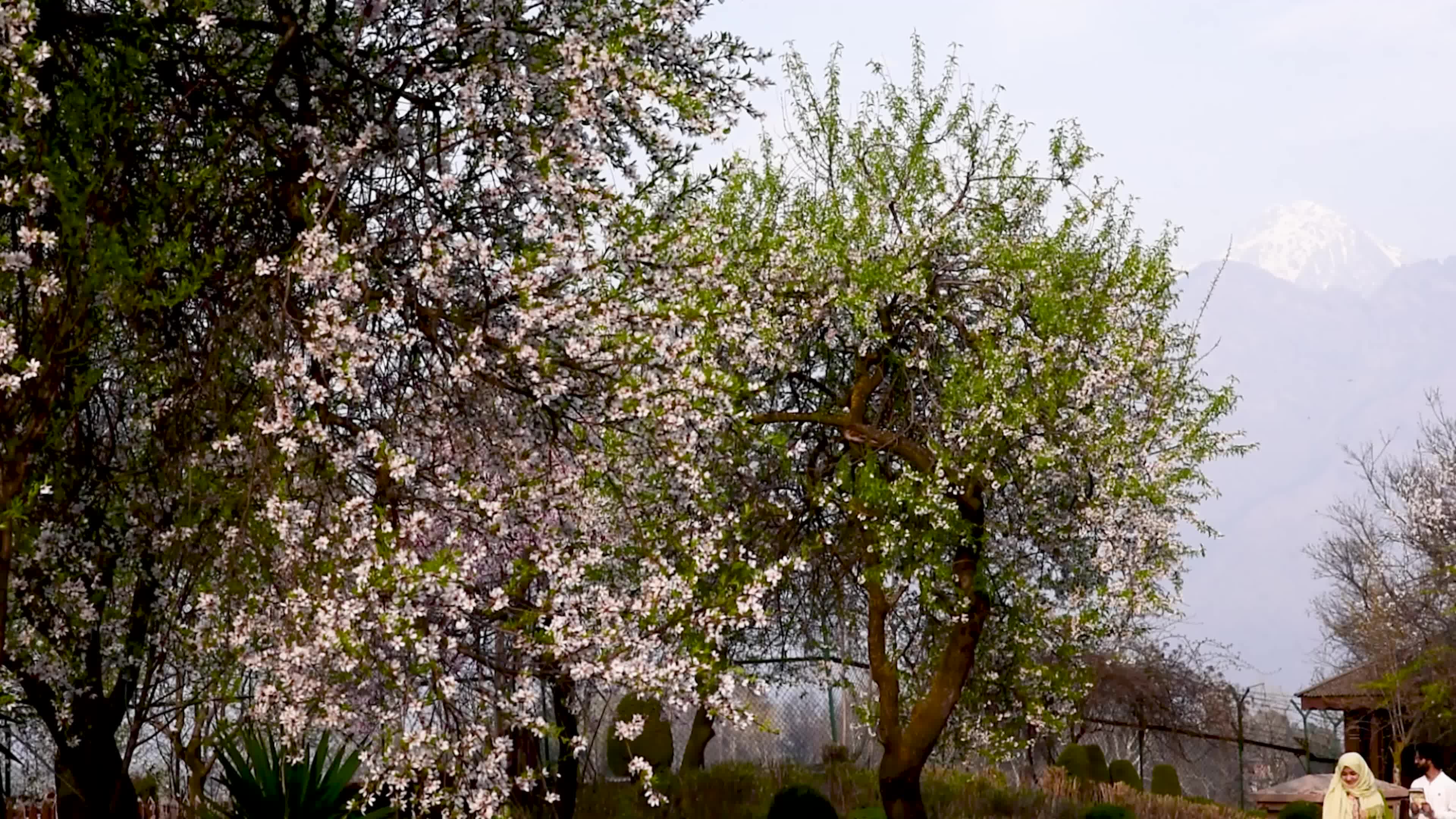 Arrival of Spring in Indian administered Kashmir.