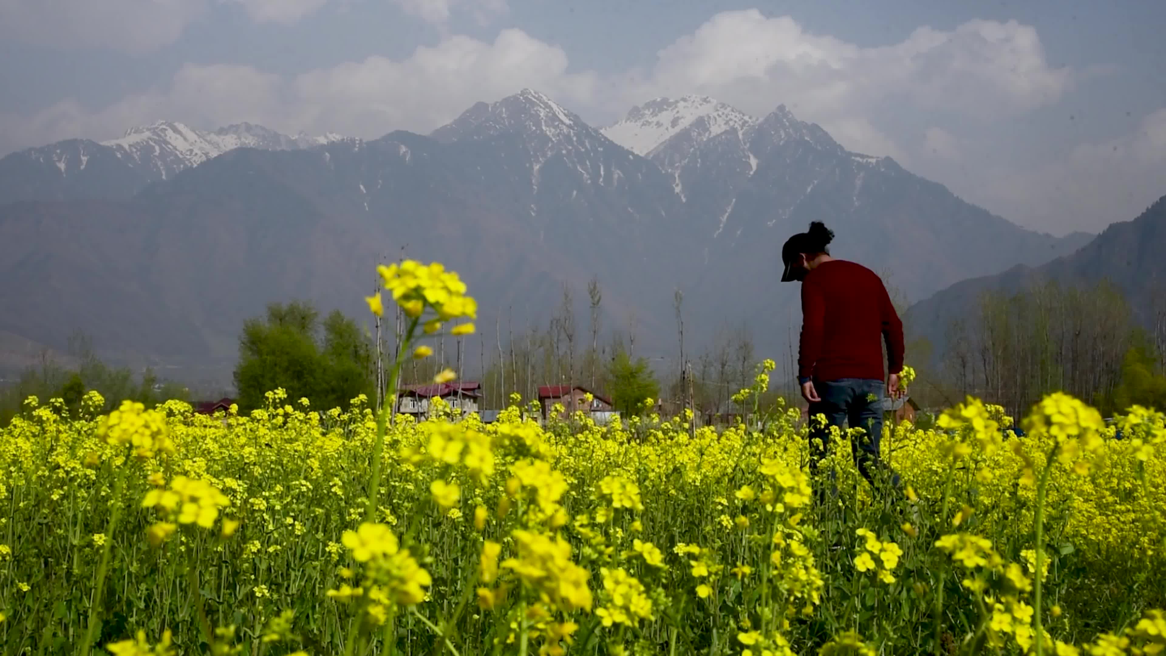 Arrival of spring in Indian administered Kashmir