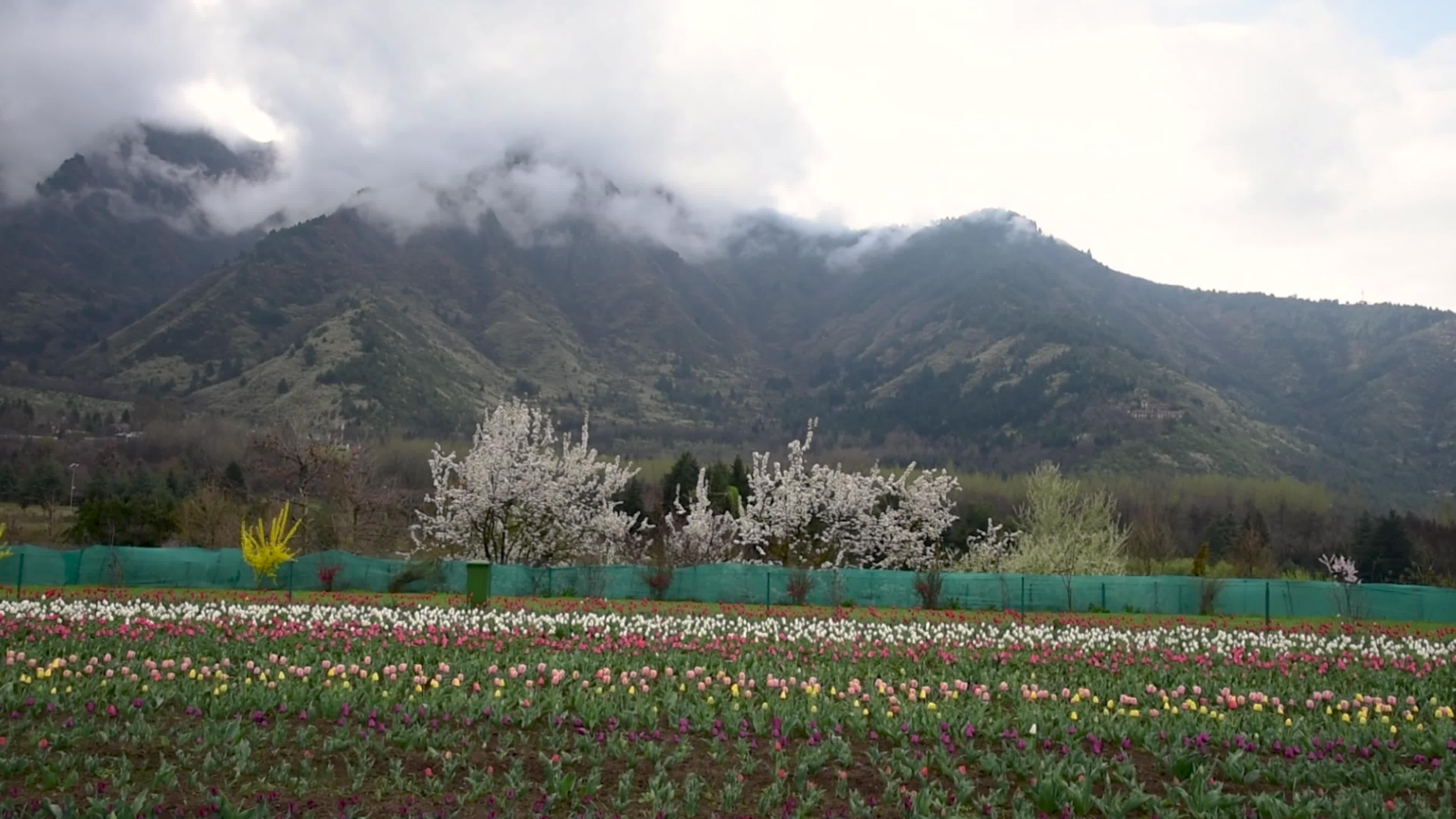 Tulips bloom in Tulip Garden Srinagar, Kashmir, India