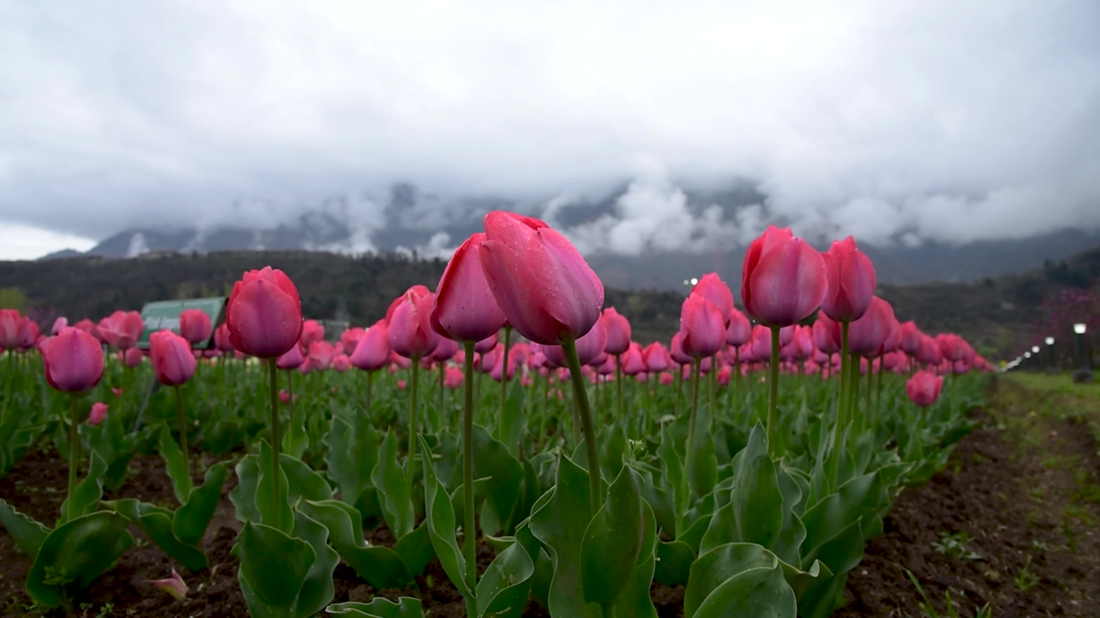 Tulips bloom in Tulip Garden Srinagar, Kashmir, India