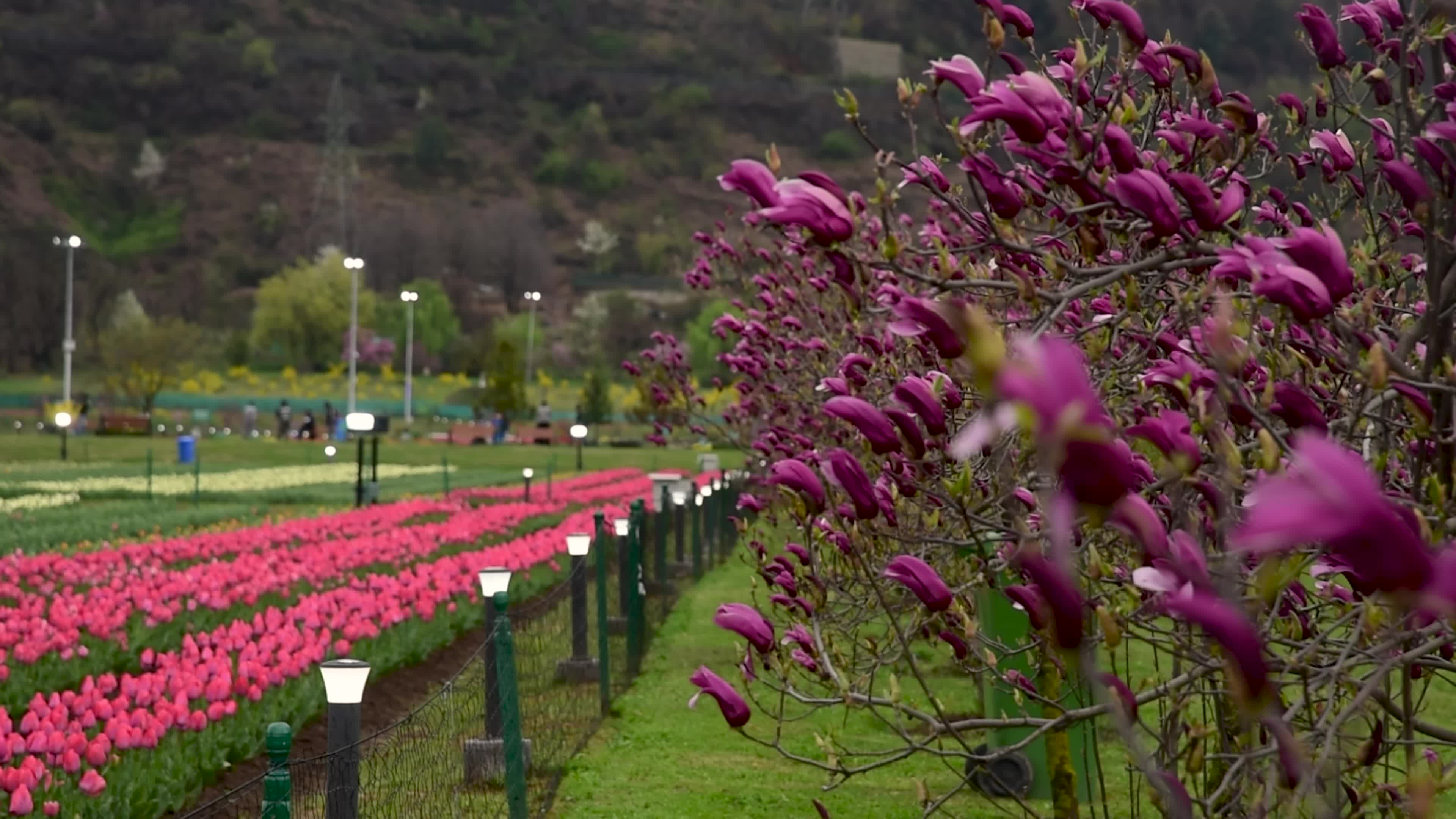 Tulips bloom in Tulip Garden Srinagar, Kashmir, India