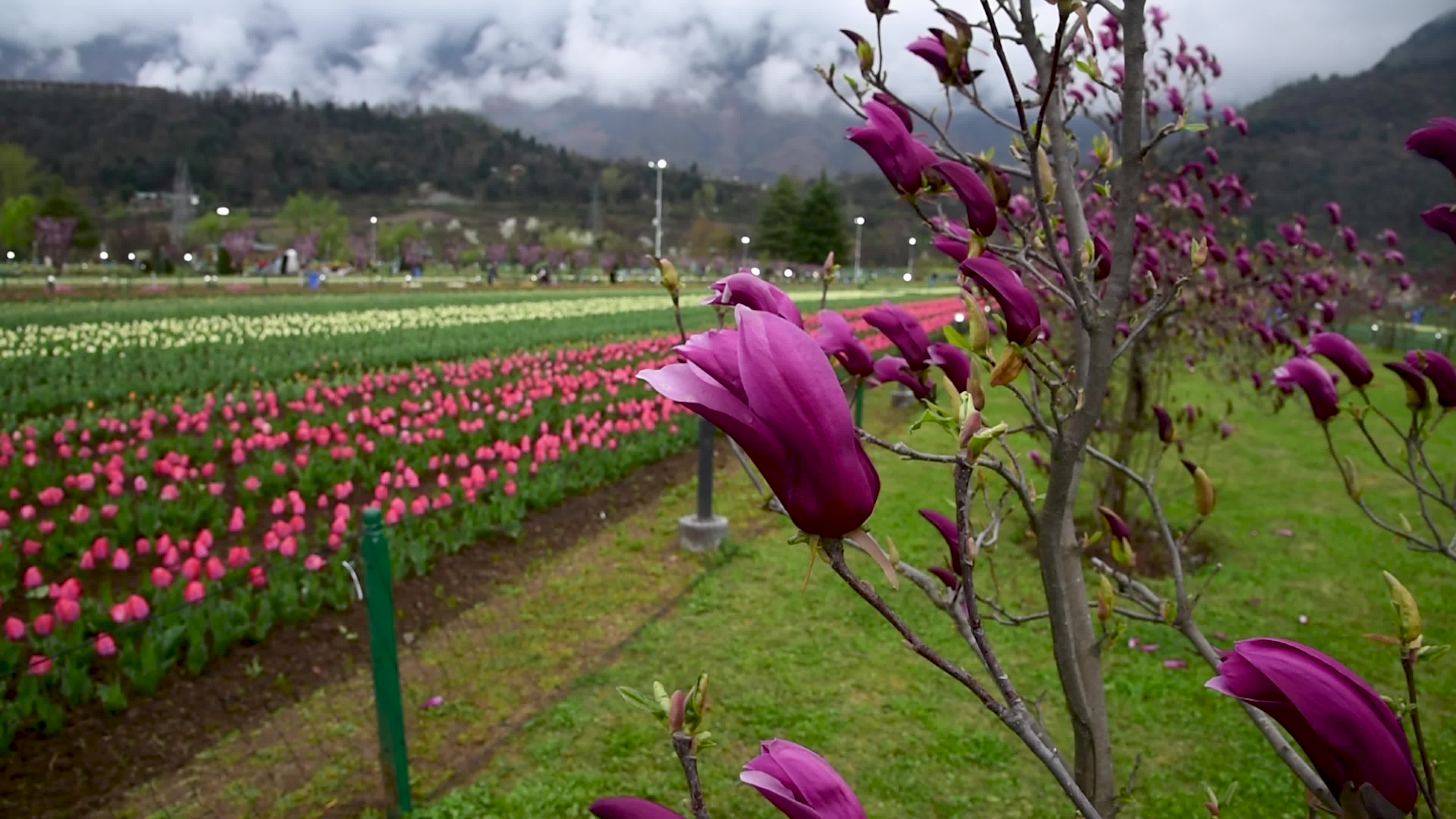 Tulips bloom in Tulip Garden Srinagar, Kashmir, India