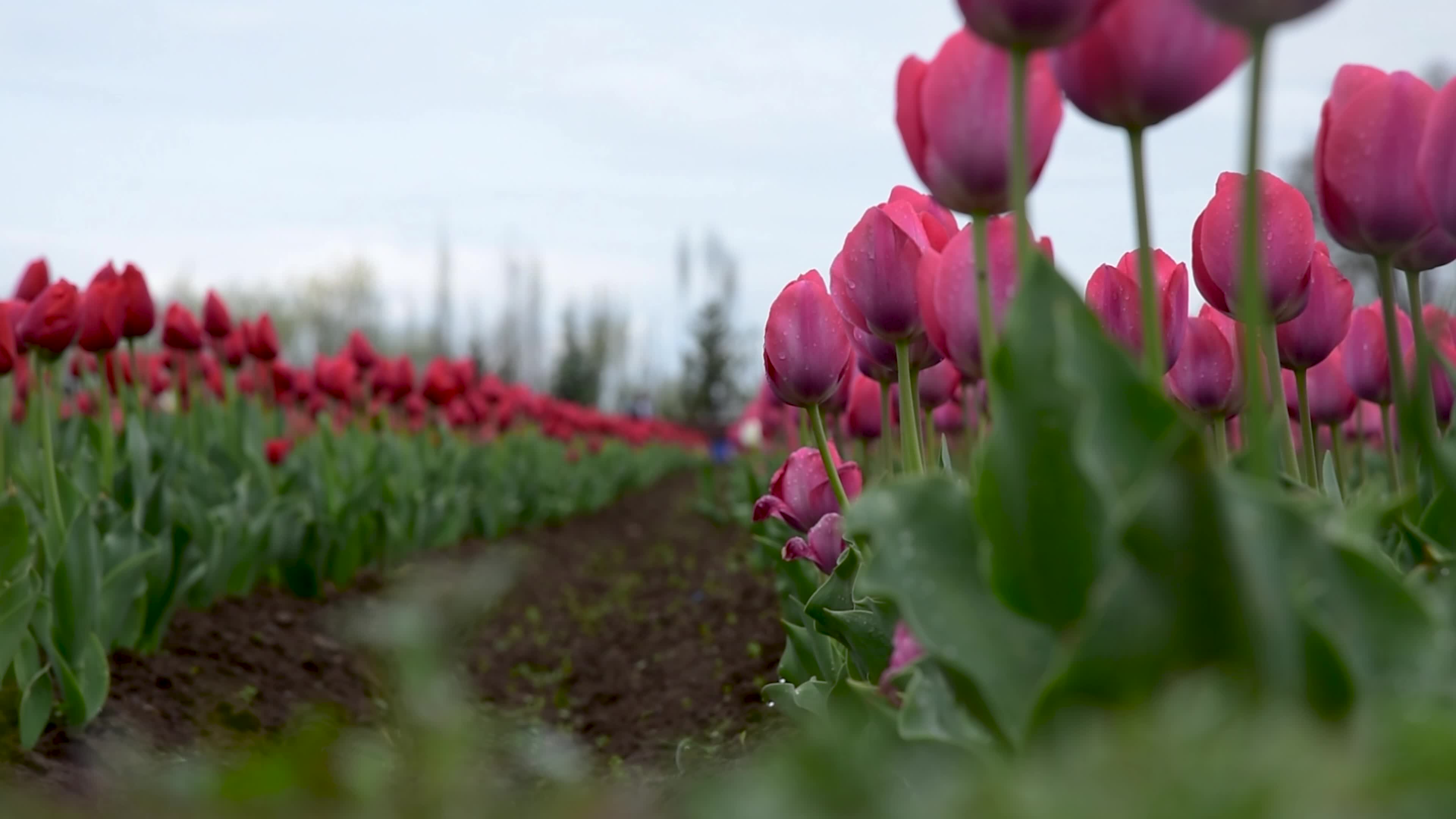 Tulips bloom in Tulip Garden Srinagar, Kashmir, India