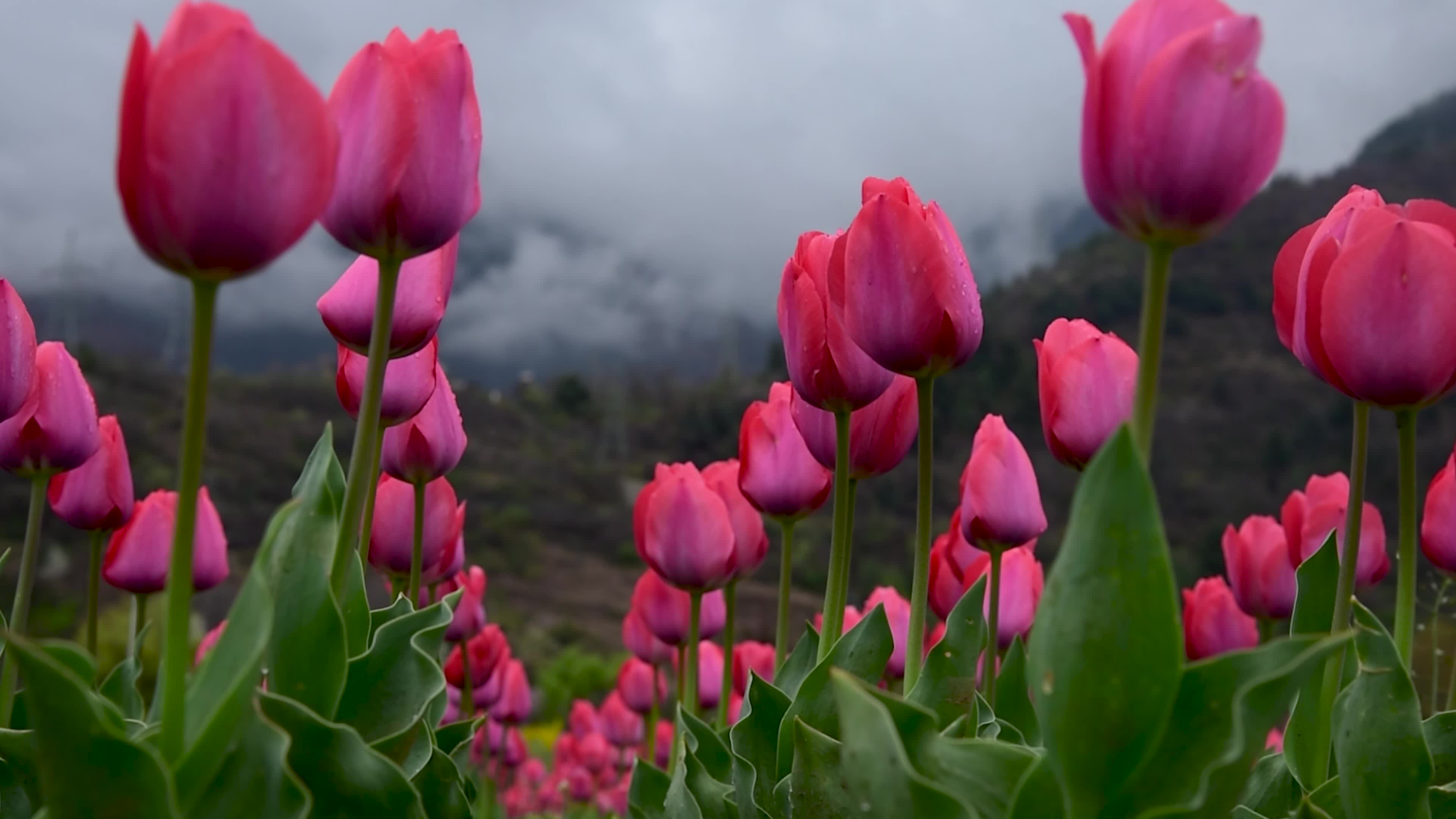 Tulips bloom in Tulip Garden Srinagar, Kashmir, India