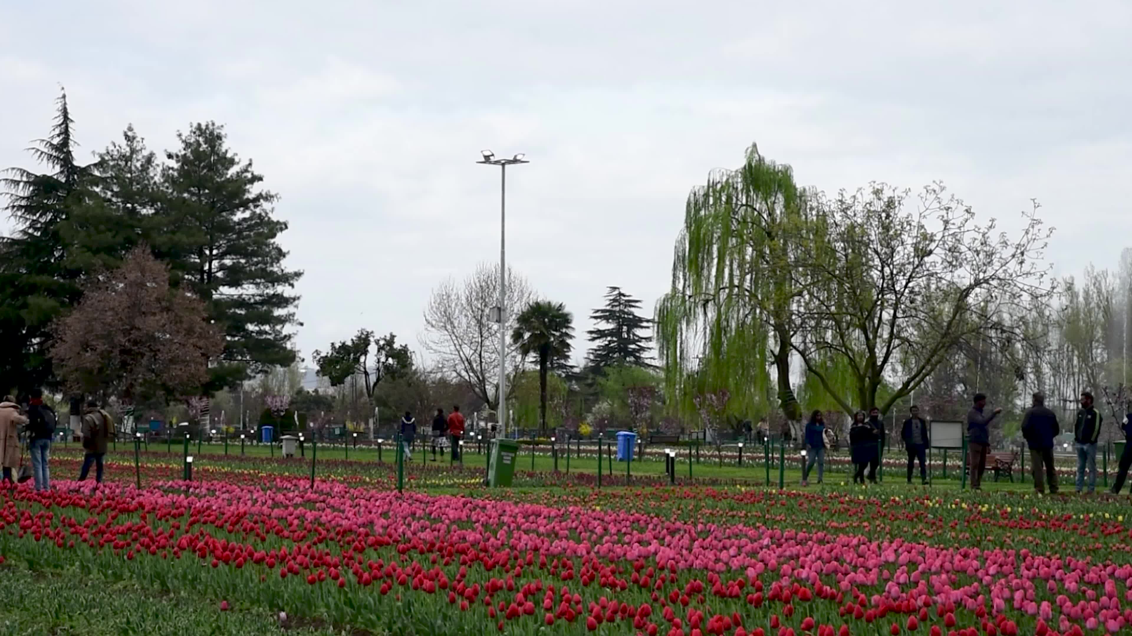 Tulips bloom in Tulip Garden Srinagar, Kashmir, India