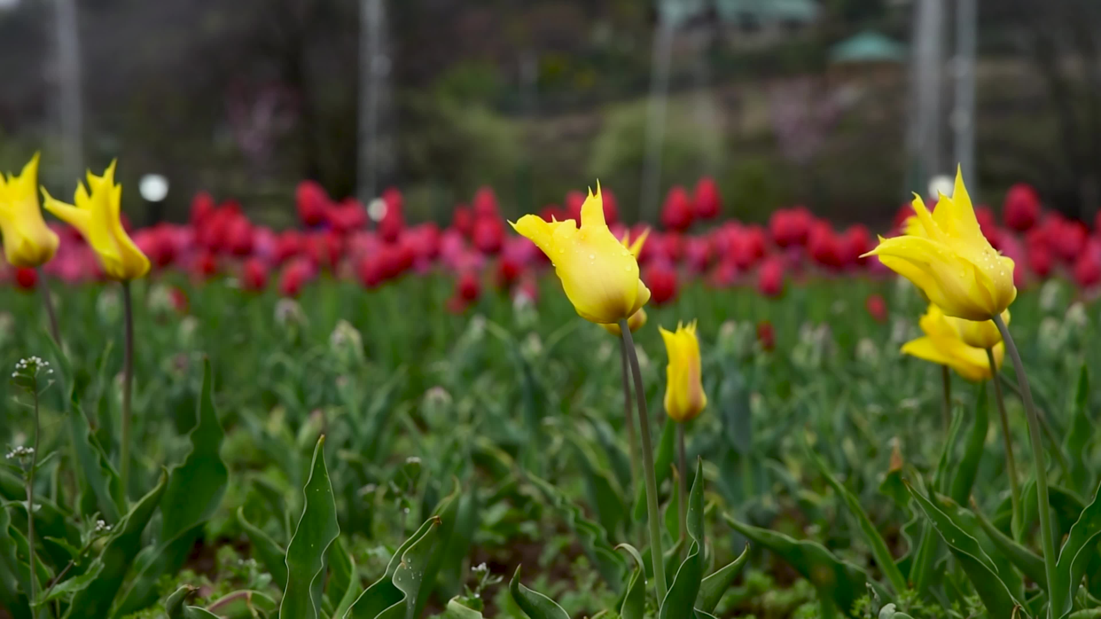 Tulips bloom in Tulip Garden Srinagar, Kashmir, India