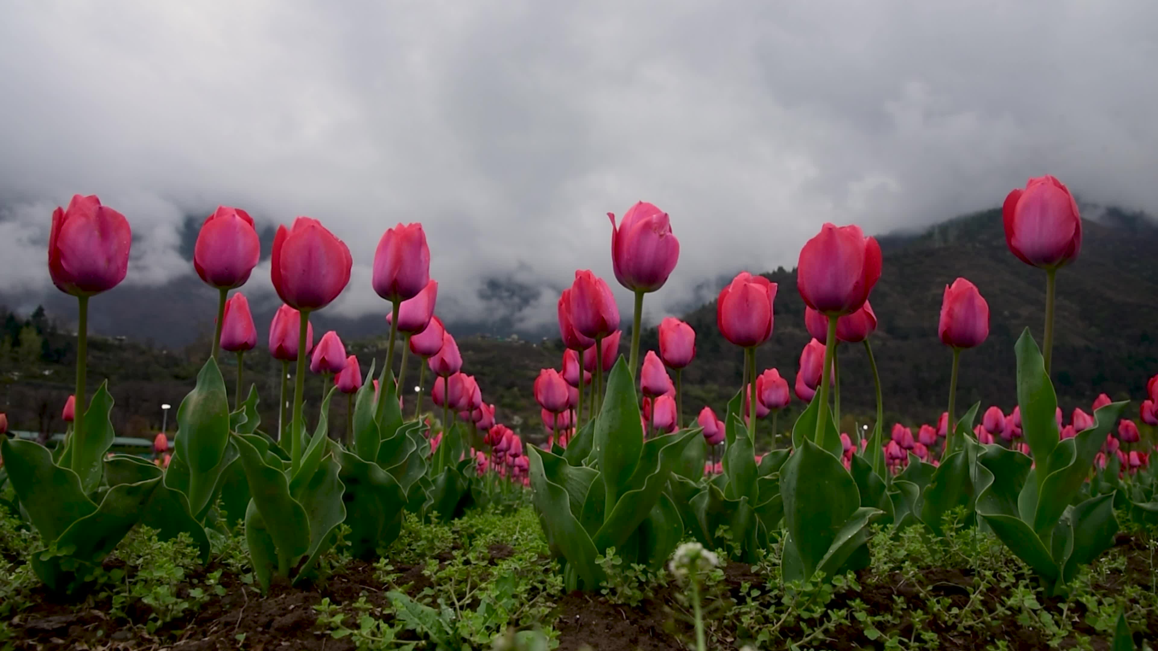 Tulips bloom in Tulip Garden Srinagar, Kashmir, India