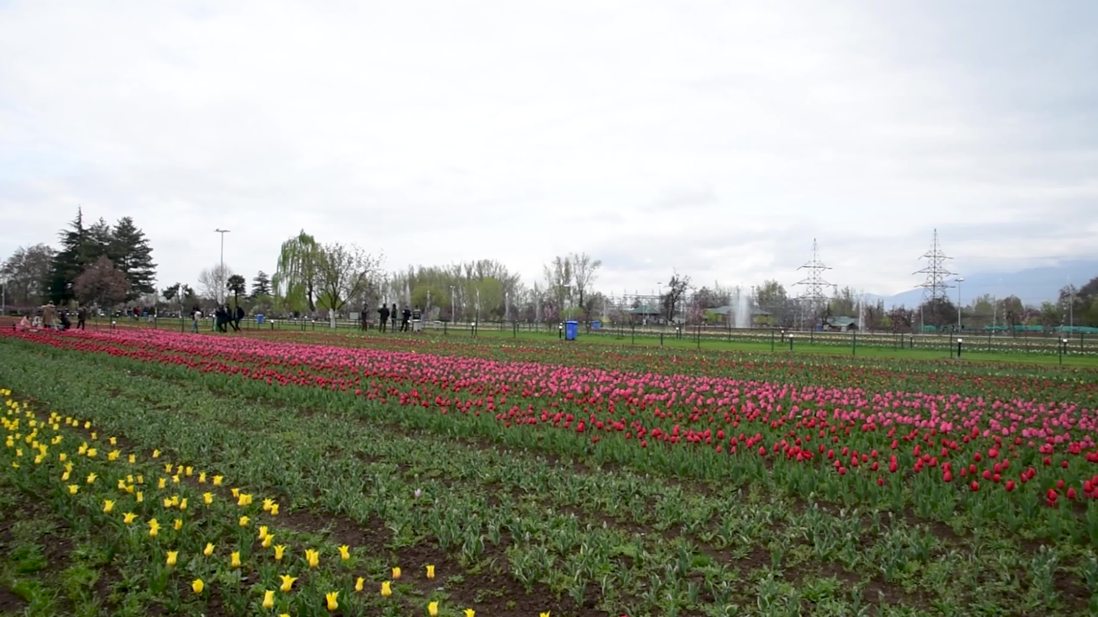Tulips bloom in Tulip Garden Srinagar, Kashmir, India