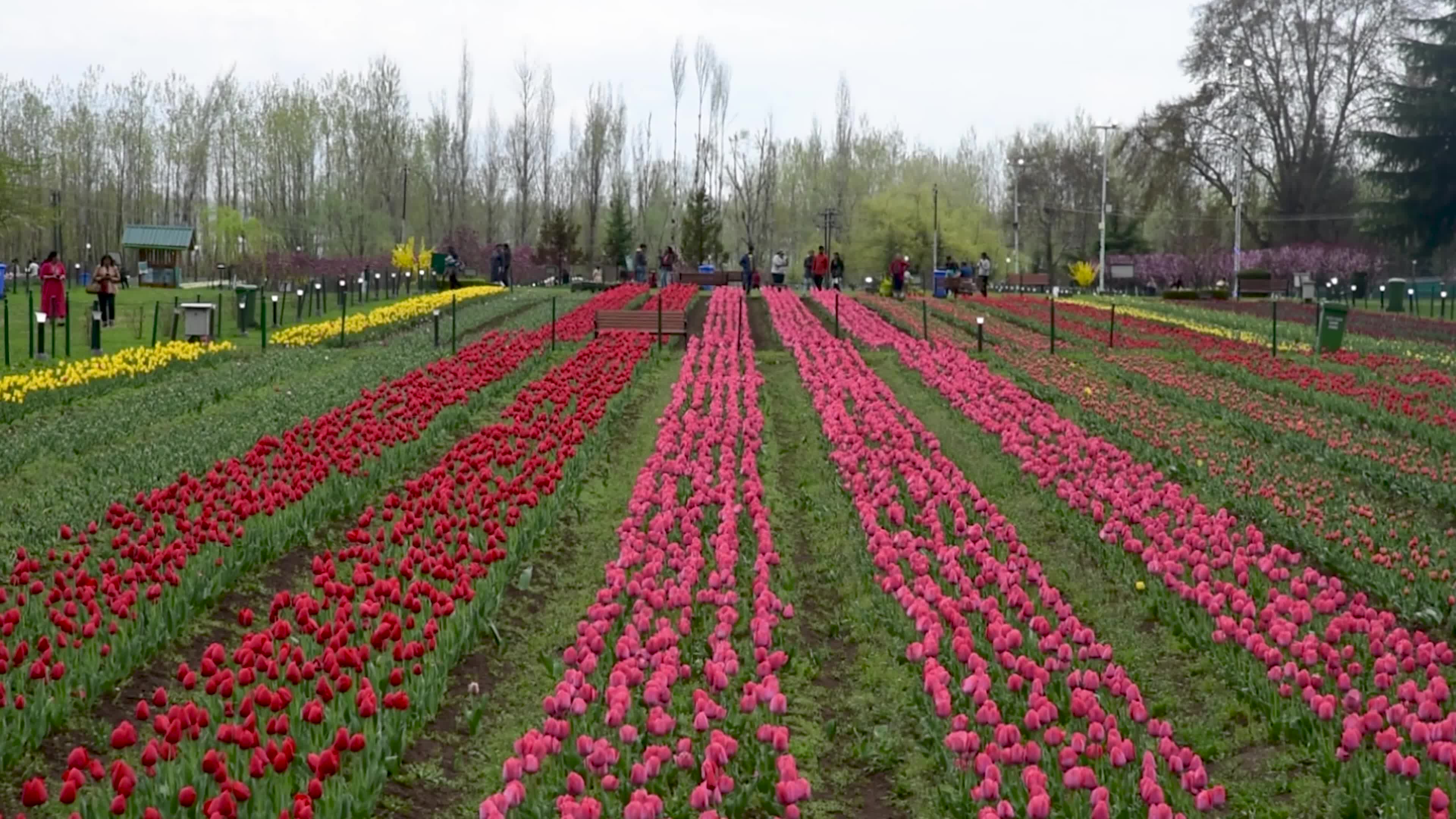 Tulips bloom in Tulip Garden Srinagar, Kashmir, India