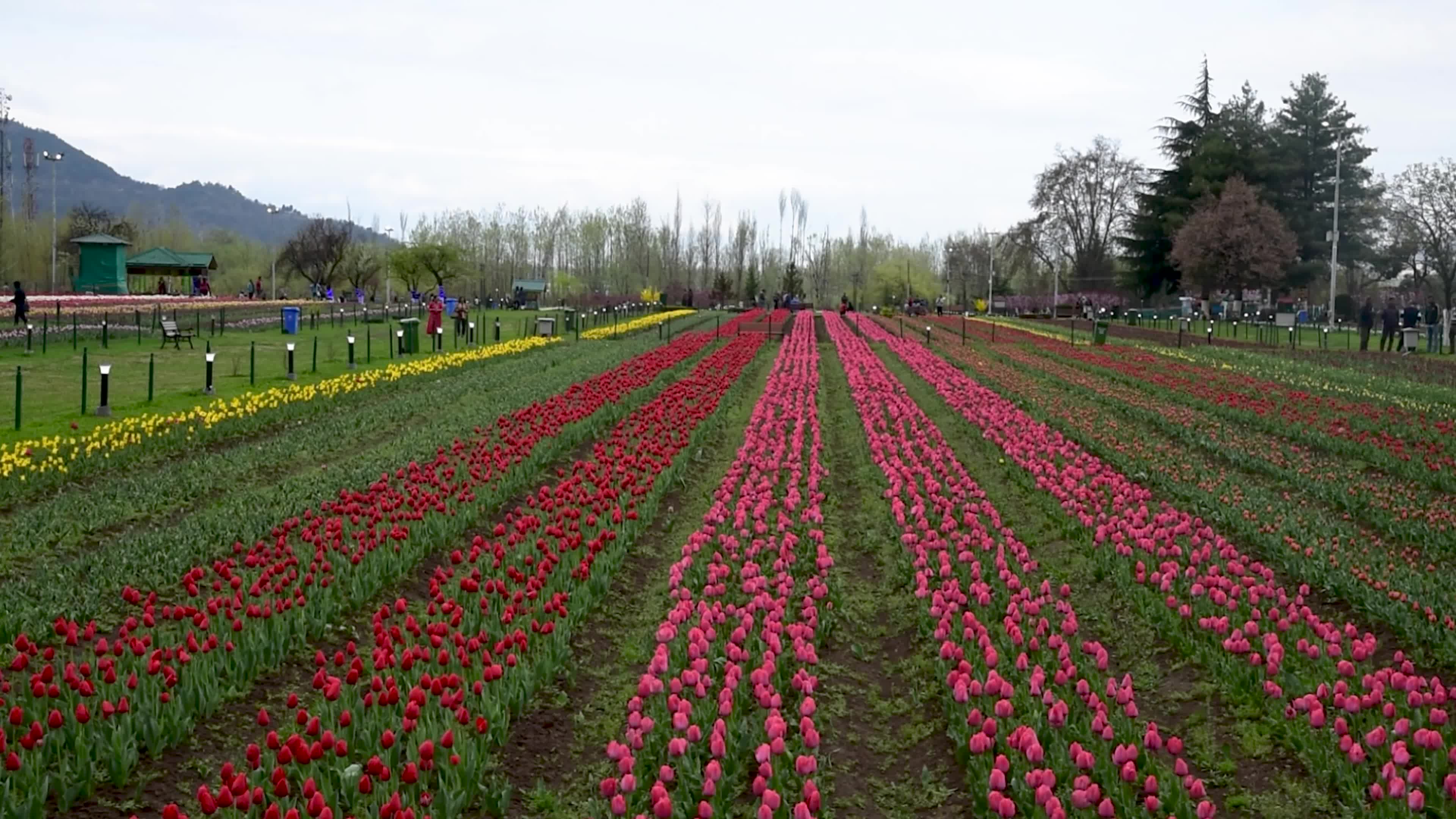 Tulips bloom in Tulip Garden Srinagar, Kashmir, India