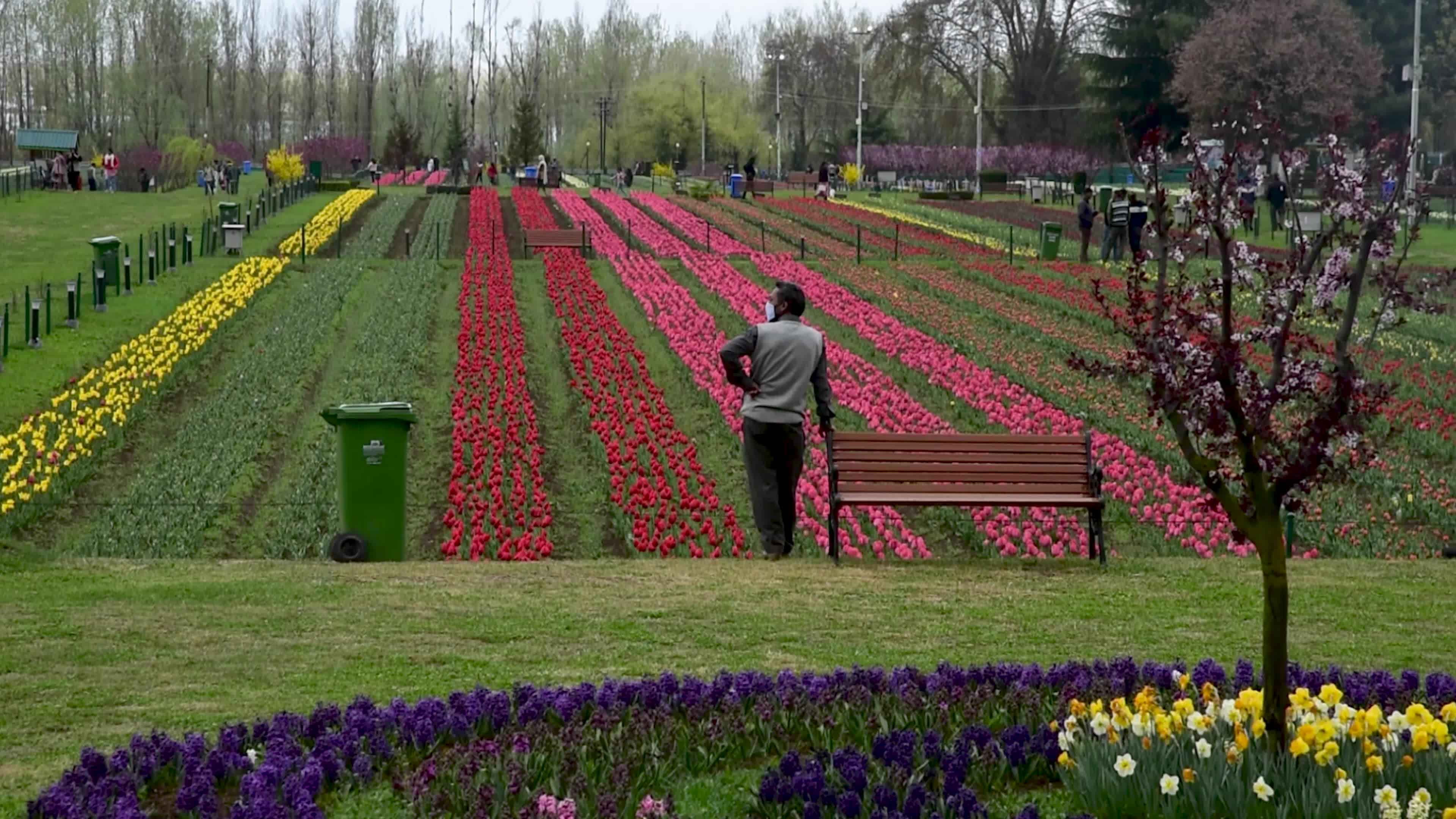 Tulips bloom in Tulip Garden Srinagar, Kashmir, India