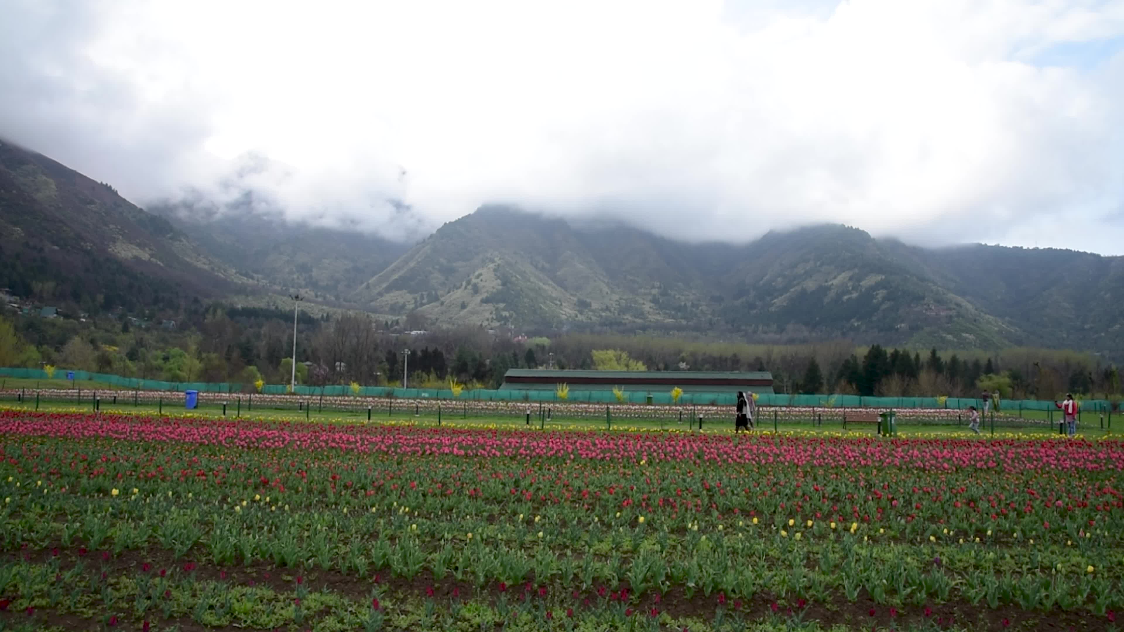 Tulips bloom in Tulip Garden Srinagar, Kashmir, India