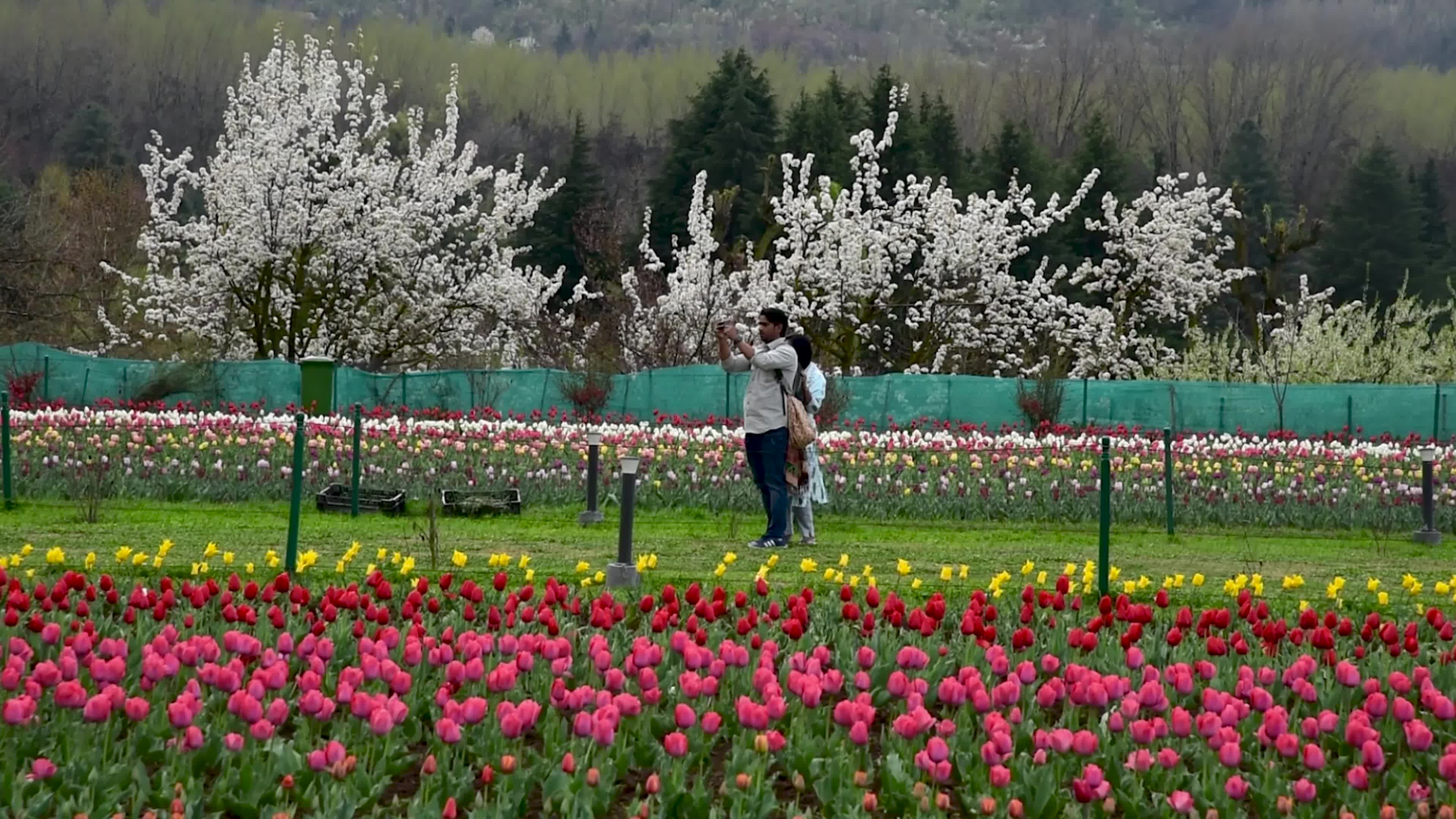 Tulips bloom in Tulip Garden Srinagar, Kashmir, India