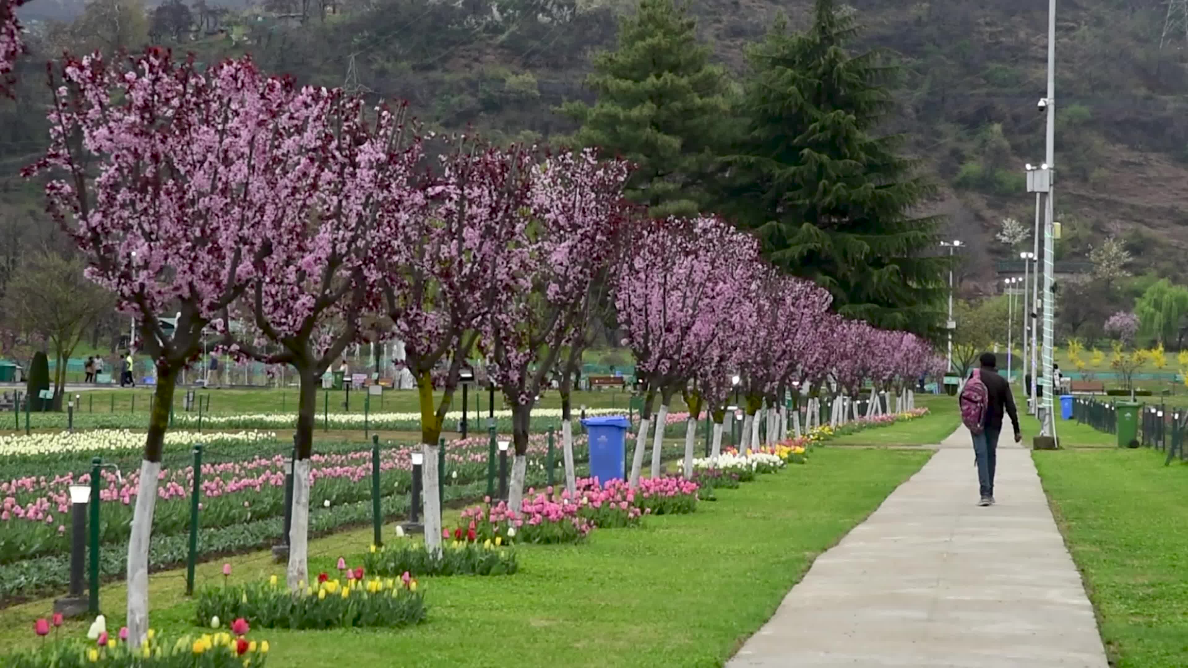 Tulips bloom in Tulip Garden Srinagar, Kashmir, India