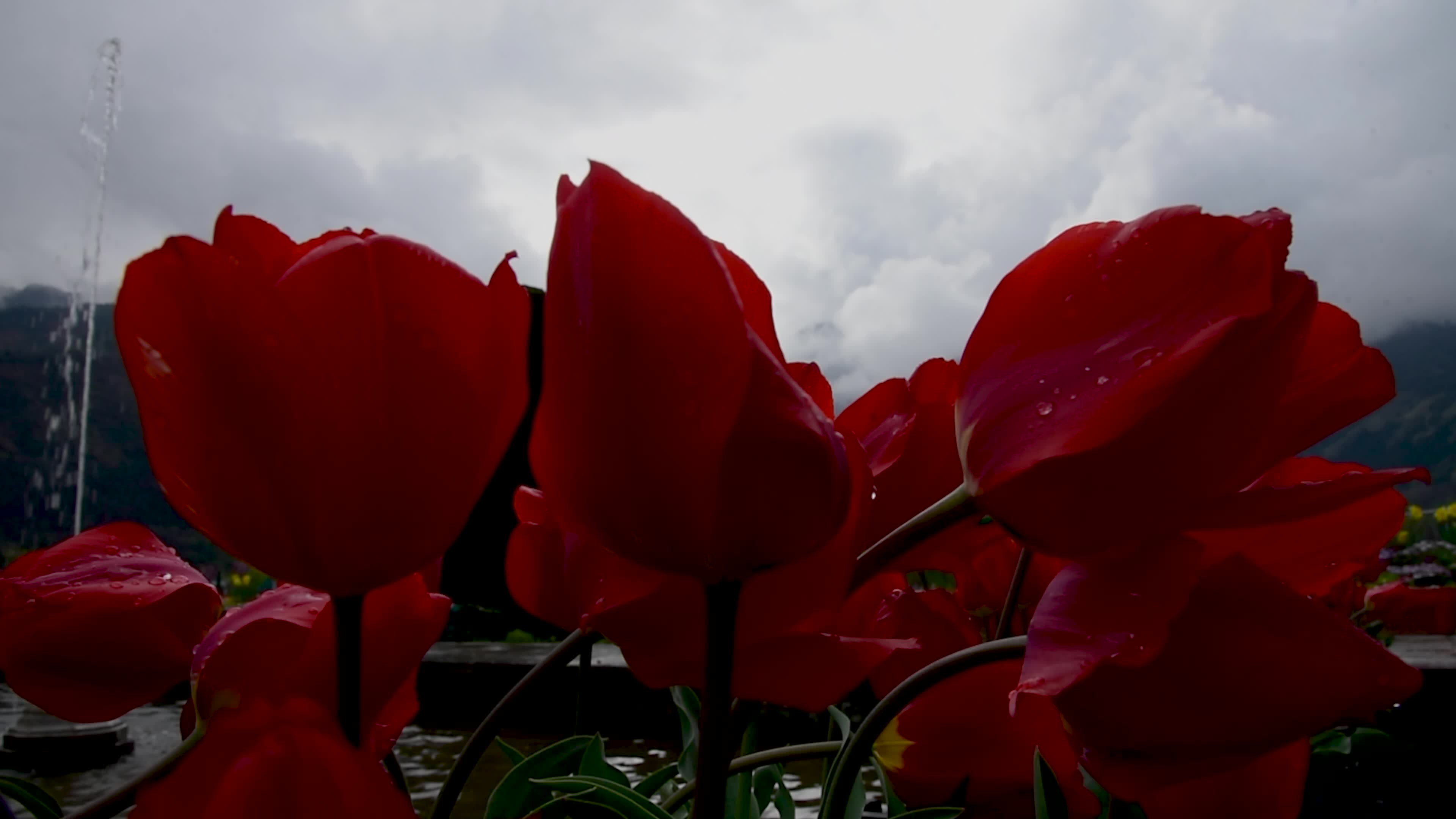 Tulips bloom in Tulip Garden Srinagar, Kashmir, India