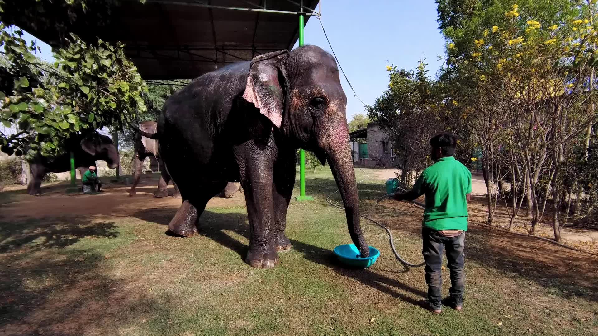 Elephants In Jaipur 