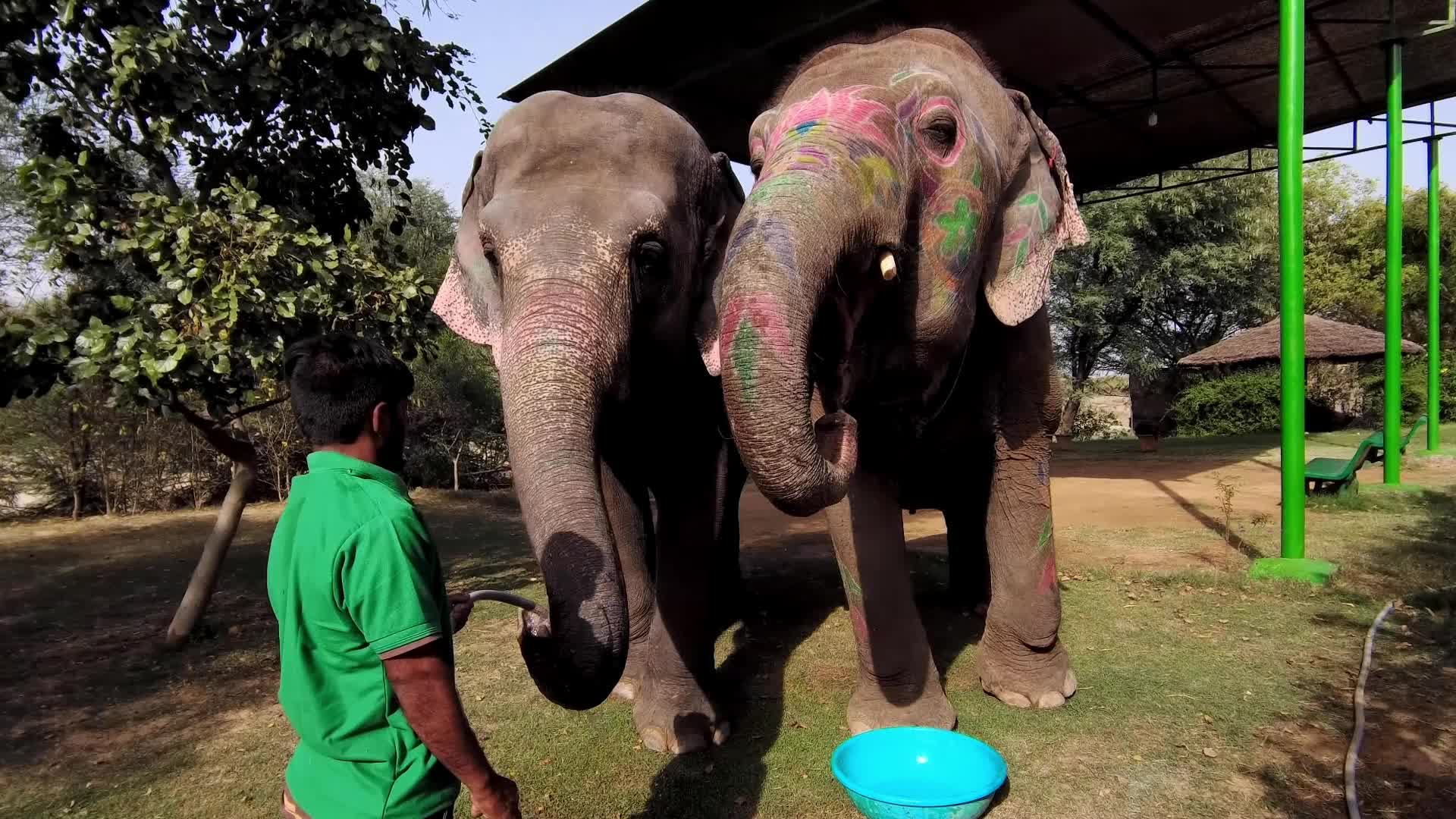 Elephants In Jaipur 