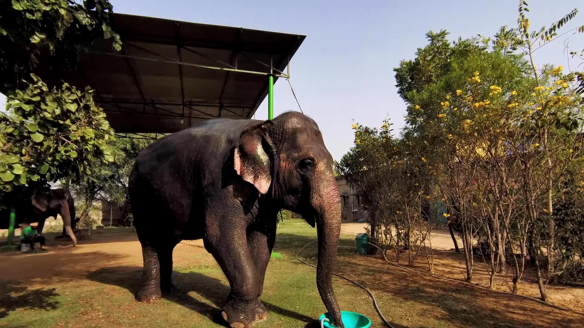 Elephants In Jaipur 