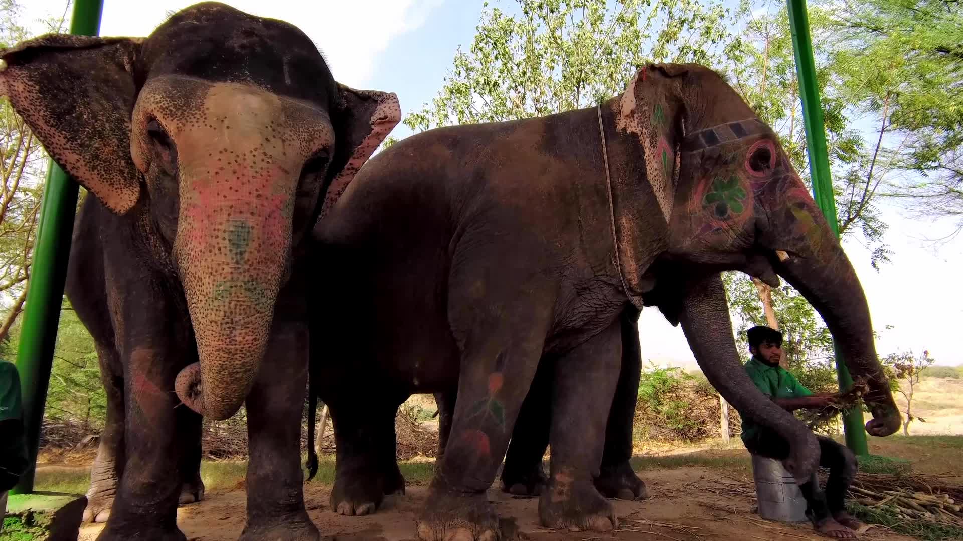Elephants In Jaipur 