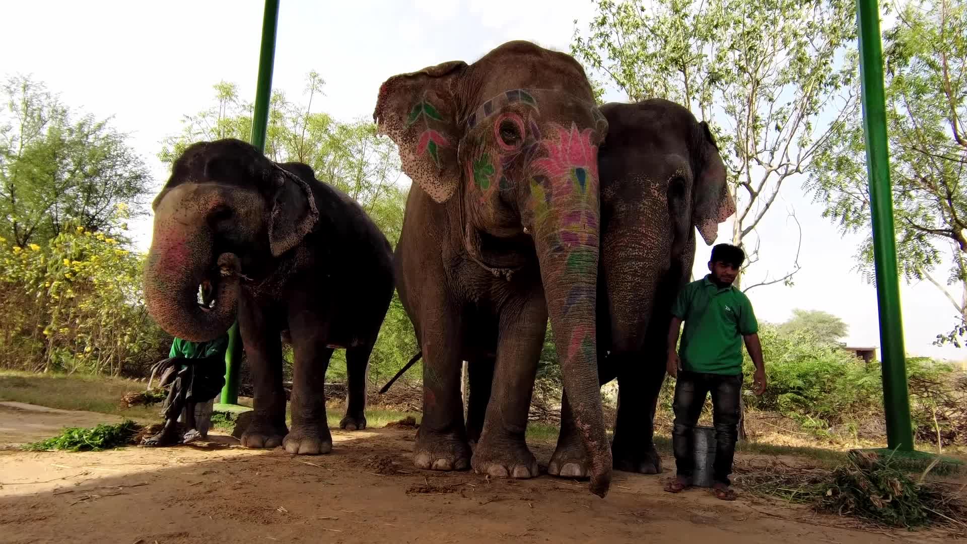 Elephants In Jaipur 