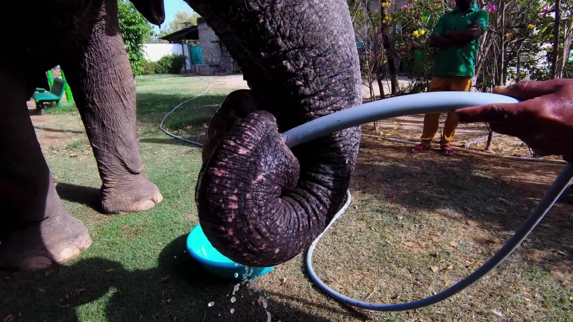 Elephants In Jaipur 