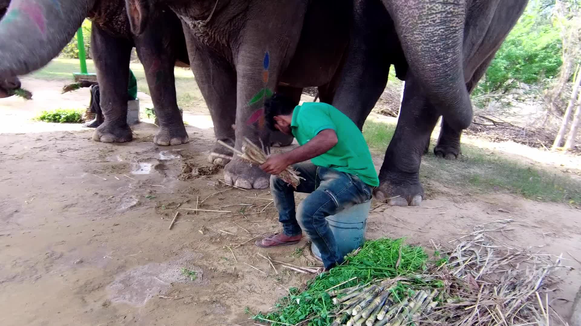 Elephants In Jaipur 