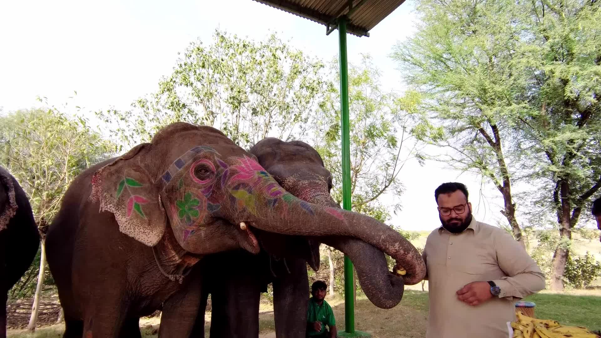 Elephants In Jaipur 