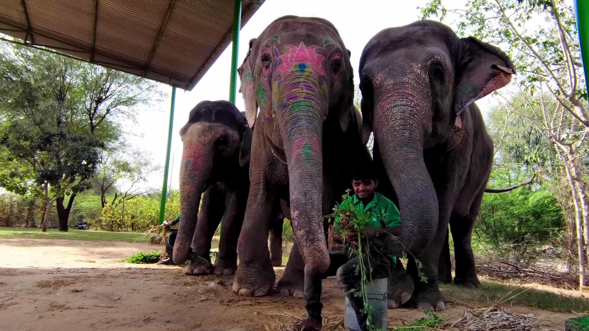 Elephants In Jaipur 