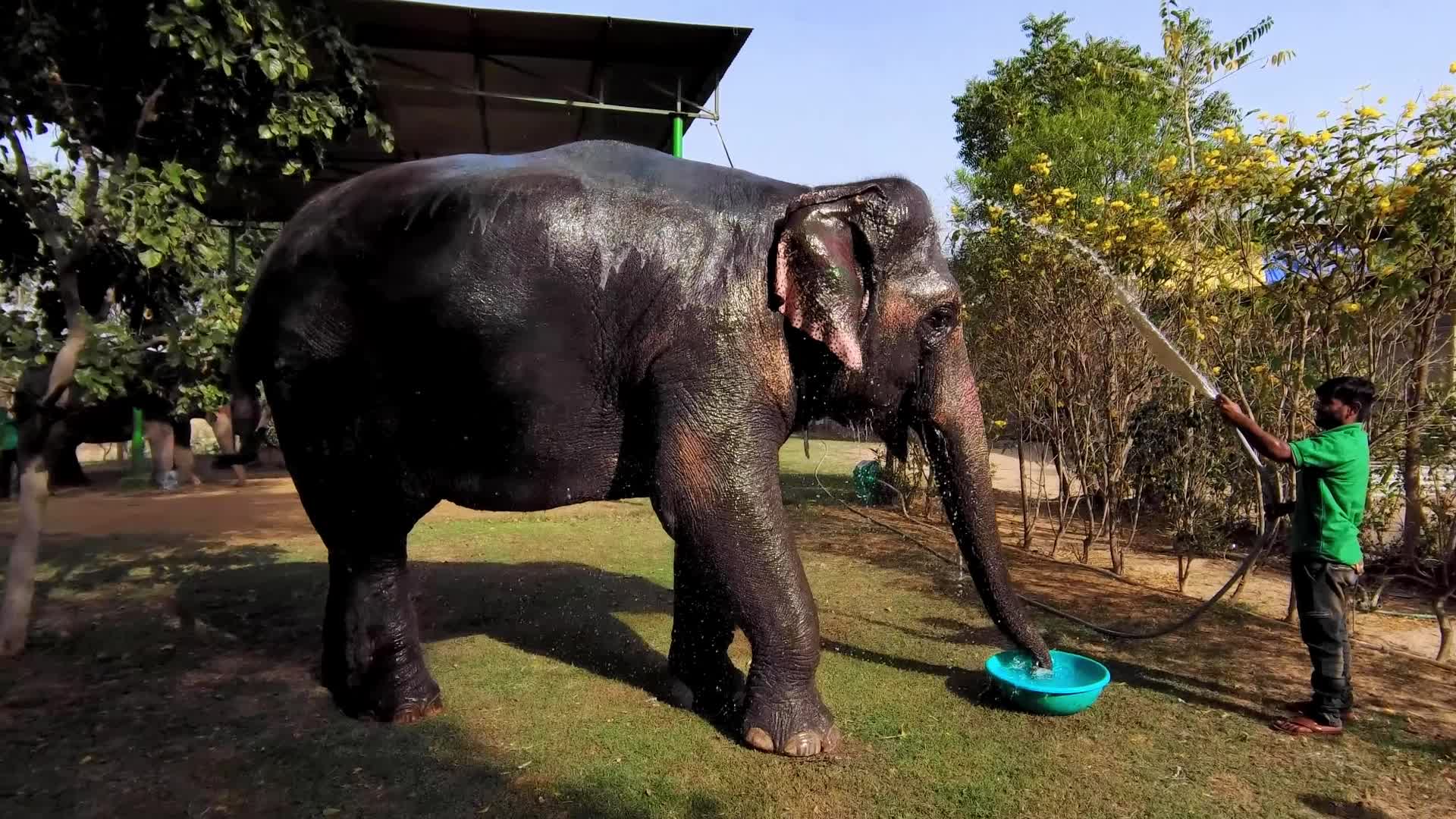 Elephants In Jaipur 
