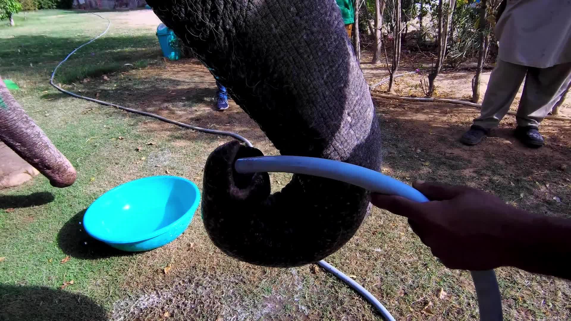 Elephants In Jaipur 