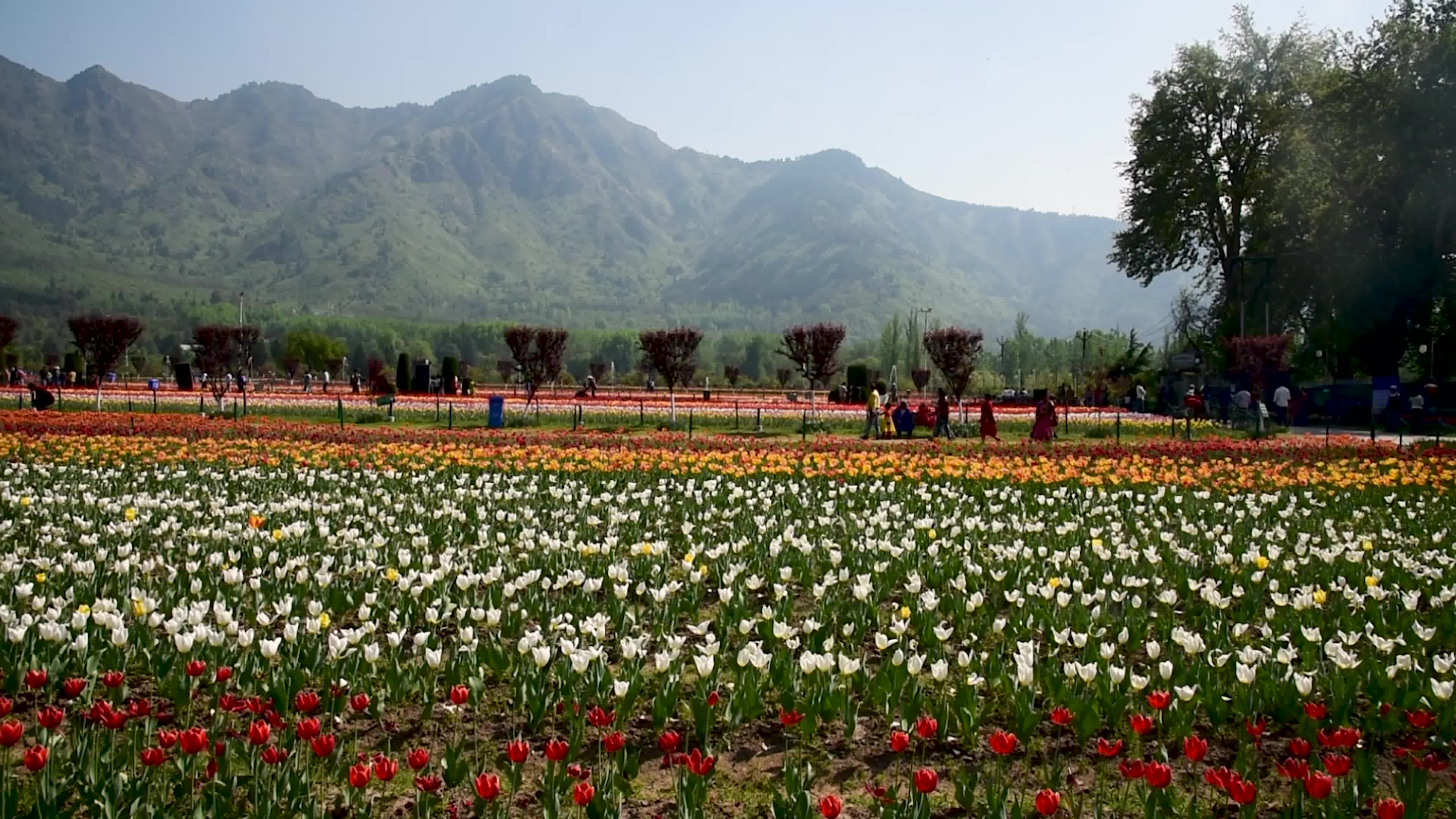 Bloom of Tulips in Srinagar, Indian administered Kashmir.