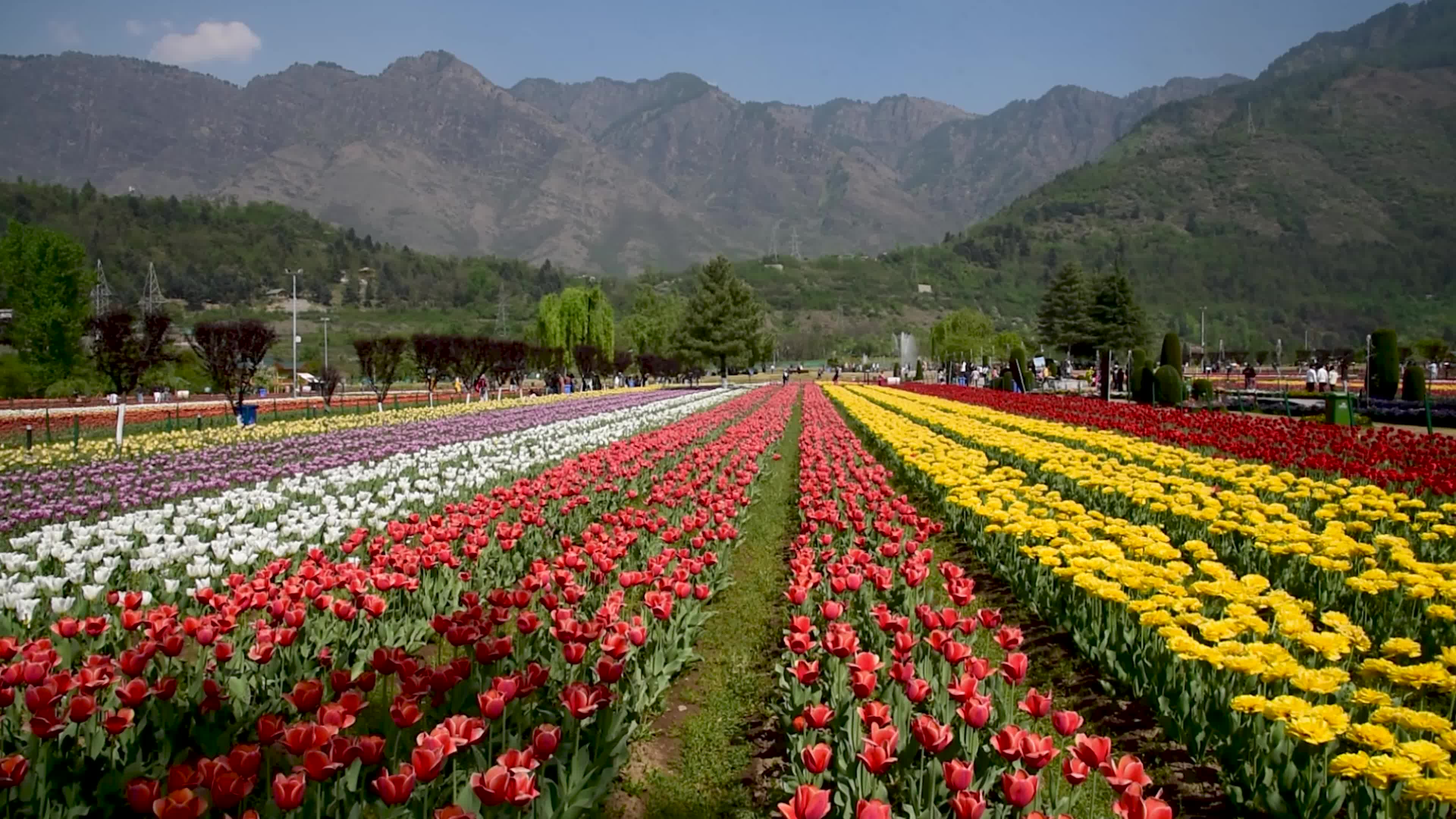 Bloom of Tulips in Srinagar, Indian administered Kashmir.