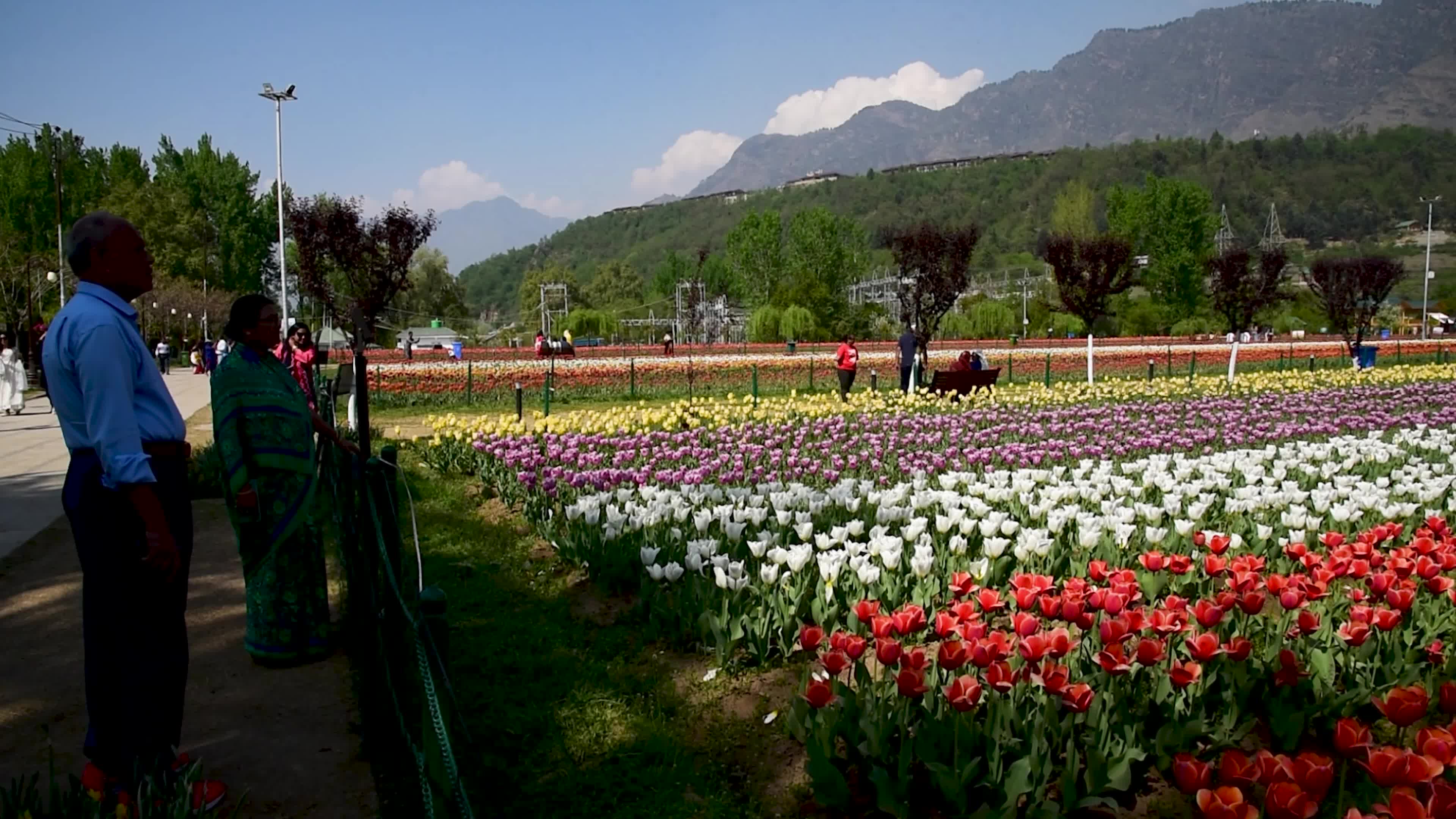 Bloom of Tulips in Srinagar, Indian administered Kashmir.