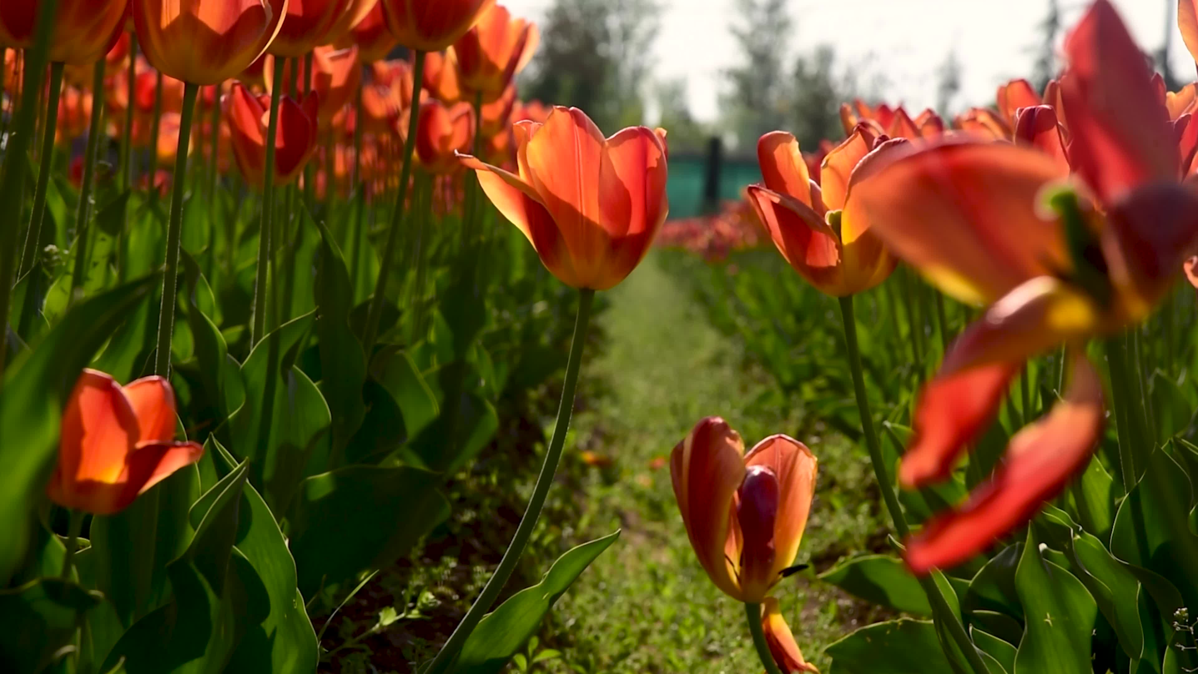 Bloom of Tulips in Srinagar, Indian administered Kashmir.