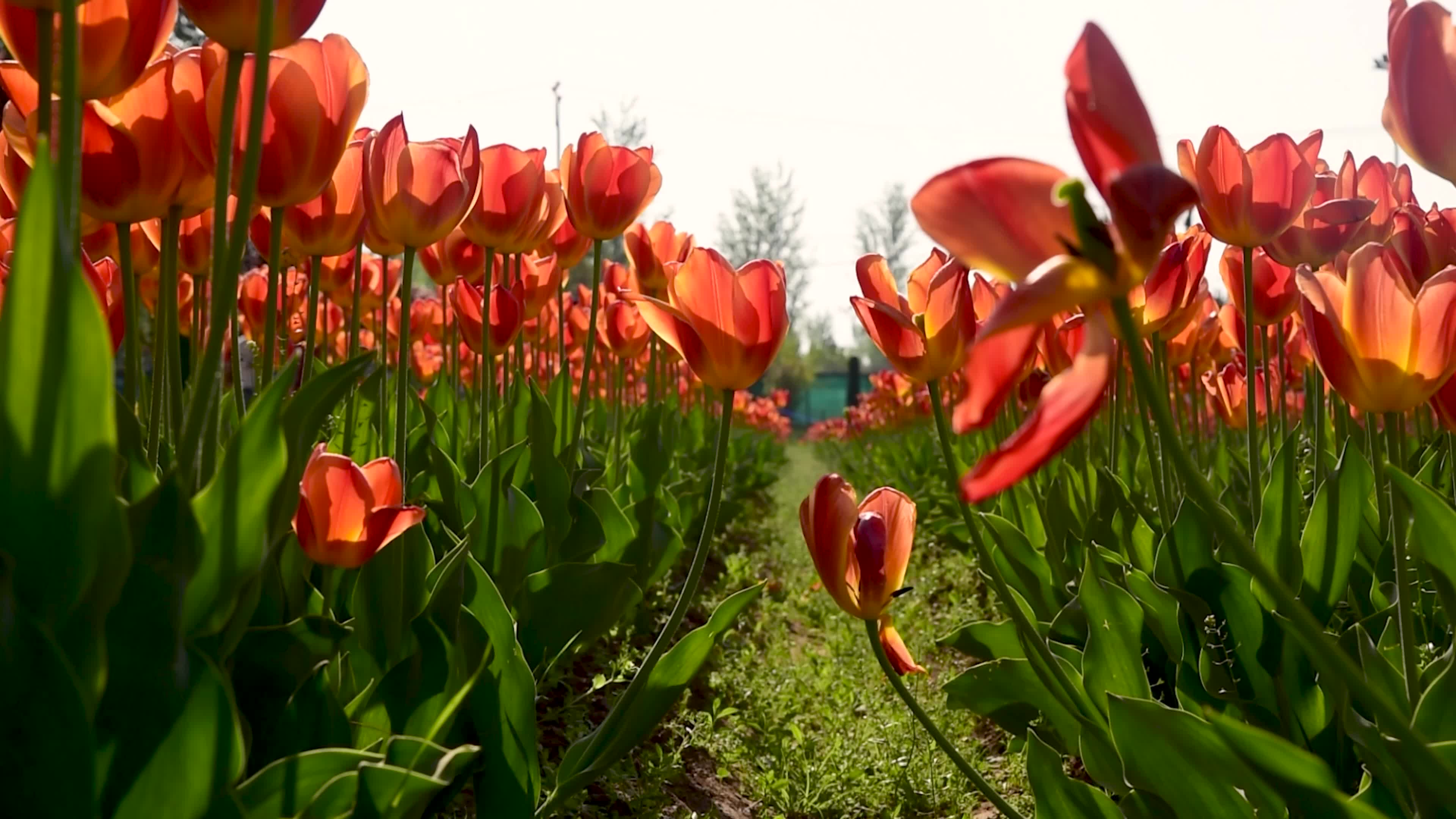 Bloom of Tulips in Srinagar, Indian administered Kashmir.