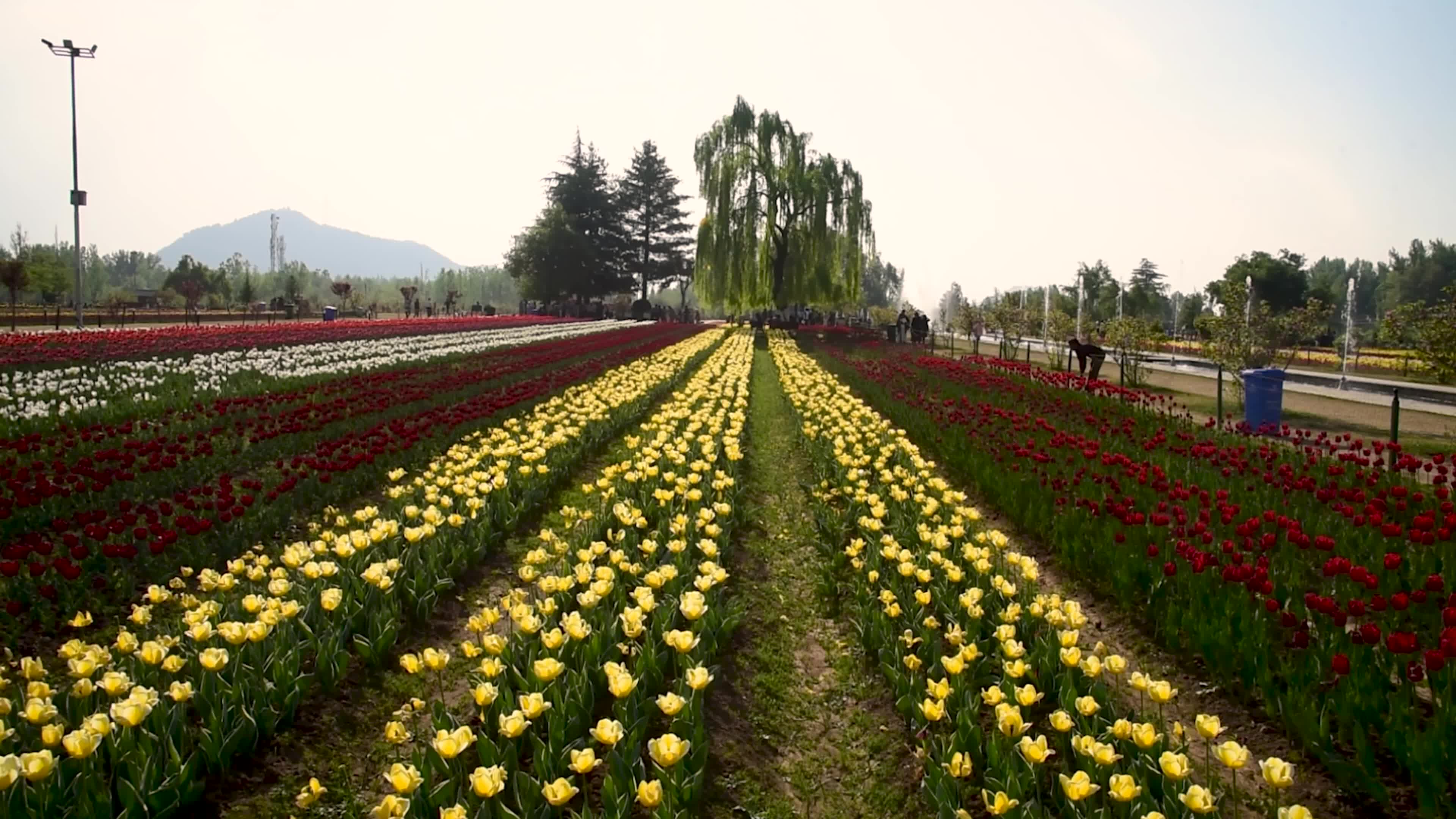 Bloom of Tulips in Srinagar, Indian administered Kashmir.