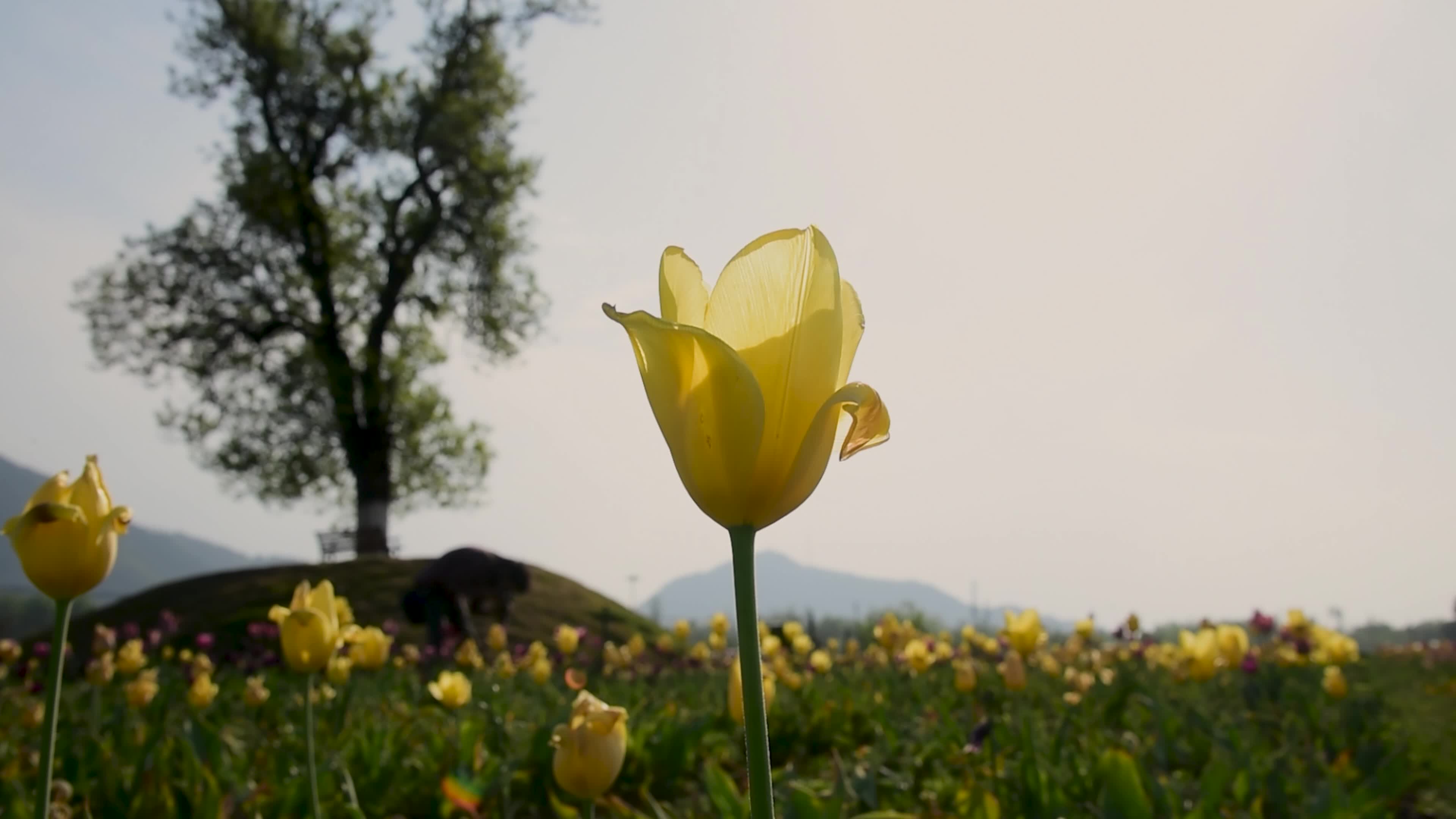 Bloom of Tulips in Srinagar, Indian administered Kashmir.