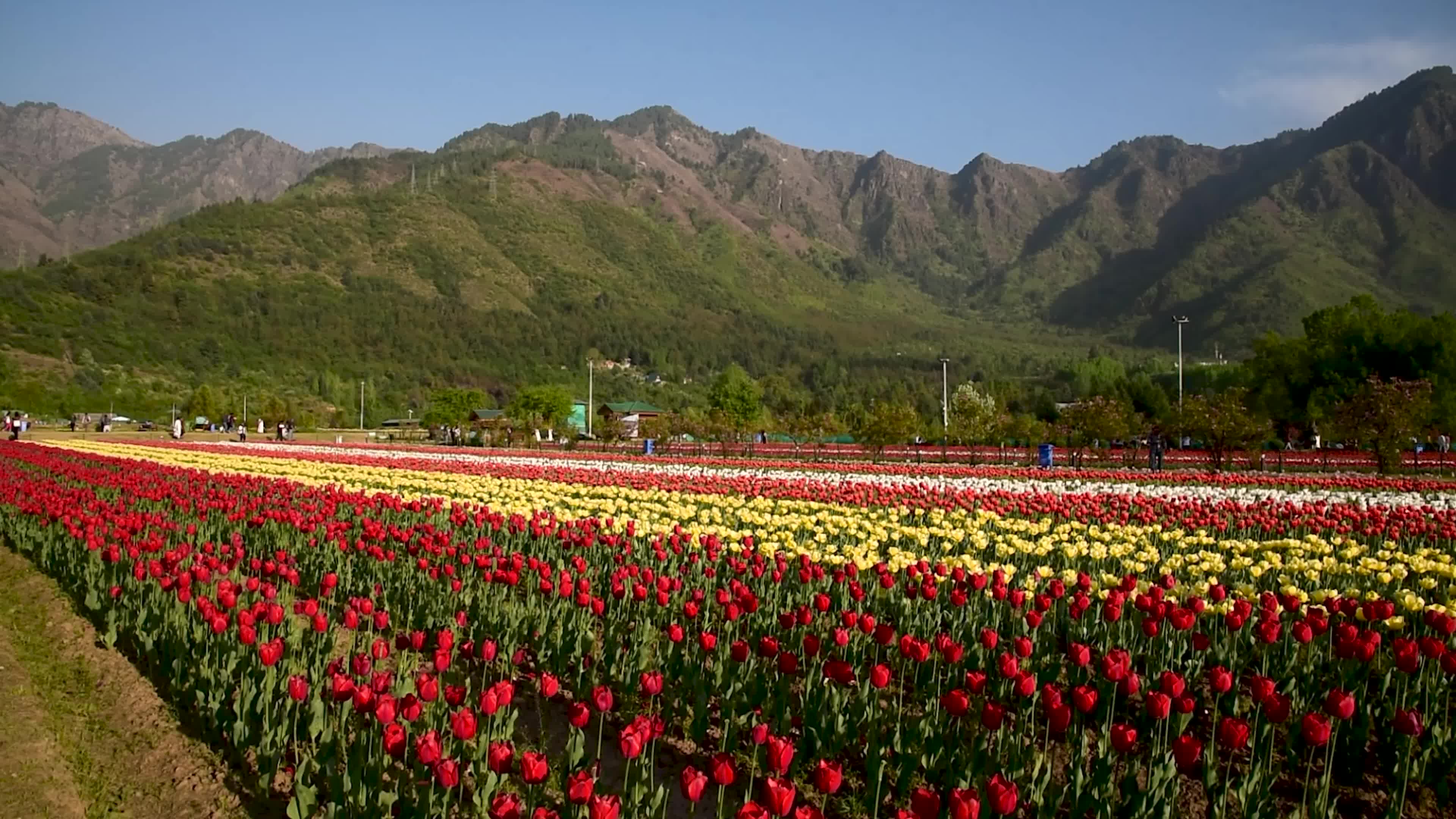Bloom of Tulips in Srinagar, Indian administered Kashmir.