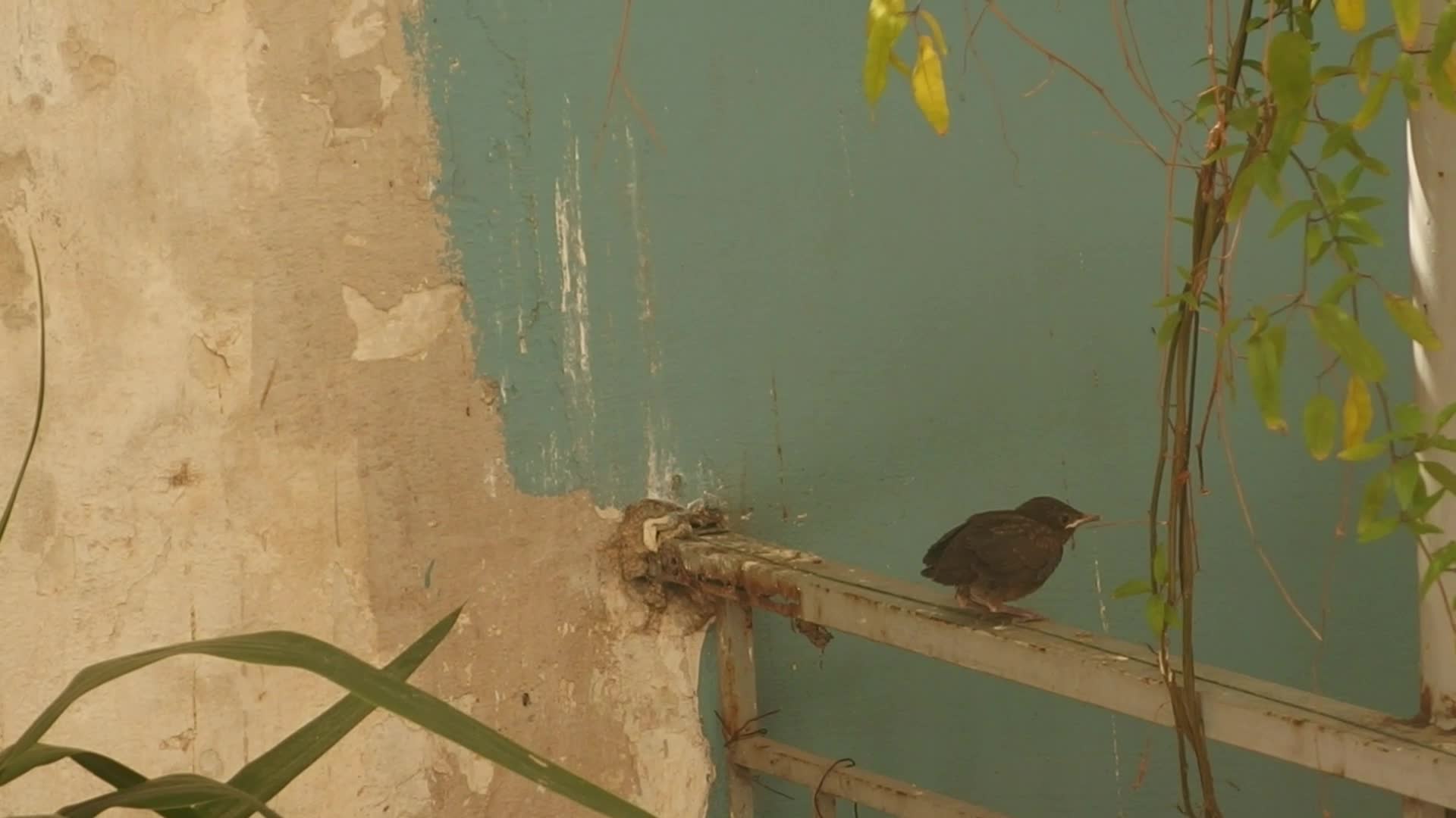 A bird is trying to escape in Athens