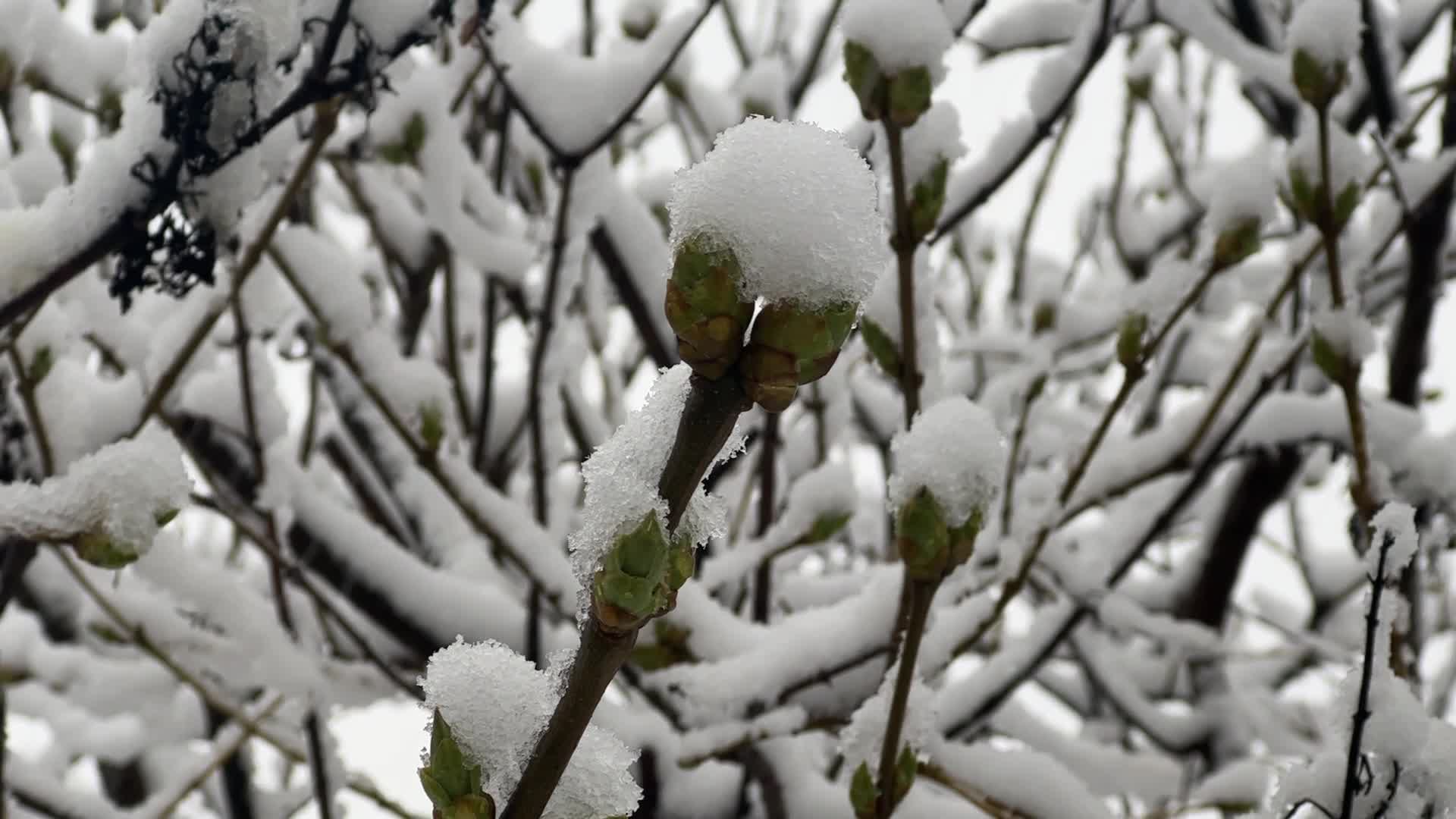 Spring season snowstorm in Toronto