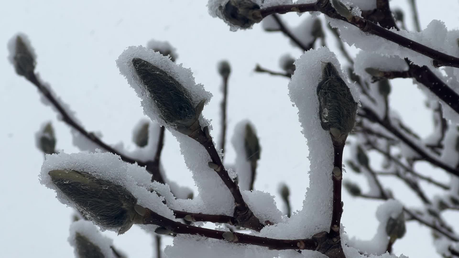 Spring season snowstorm in Toronto
